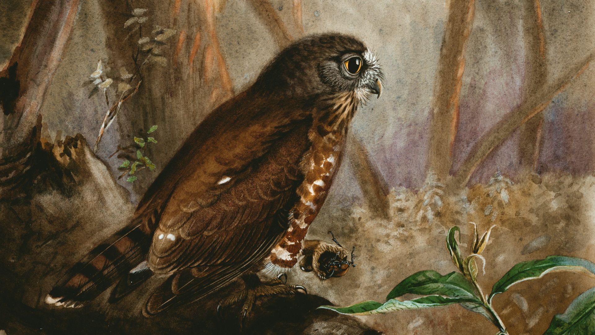 15. Les chouettes
