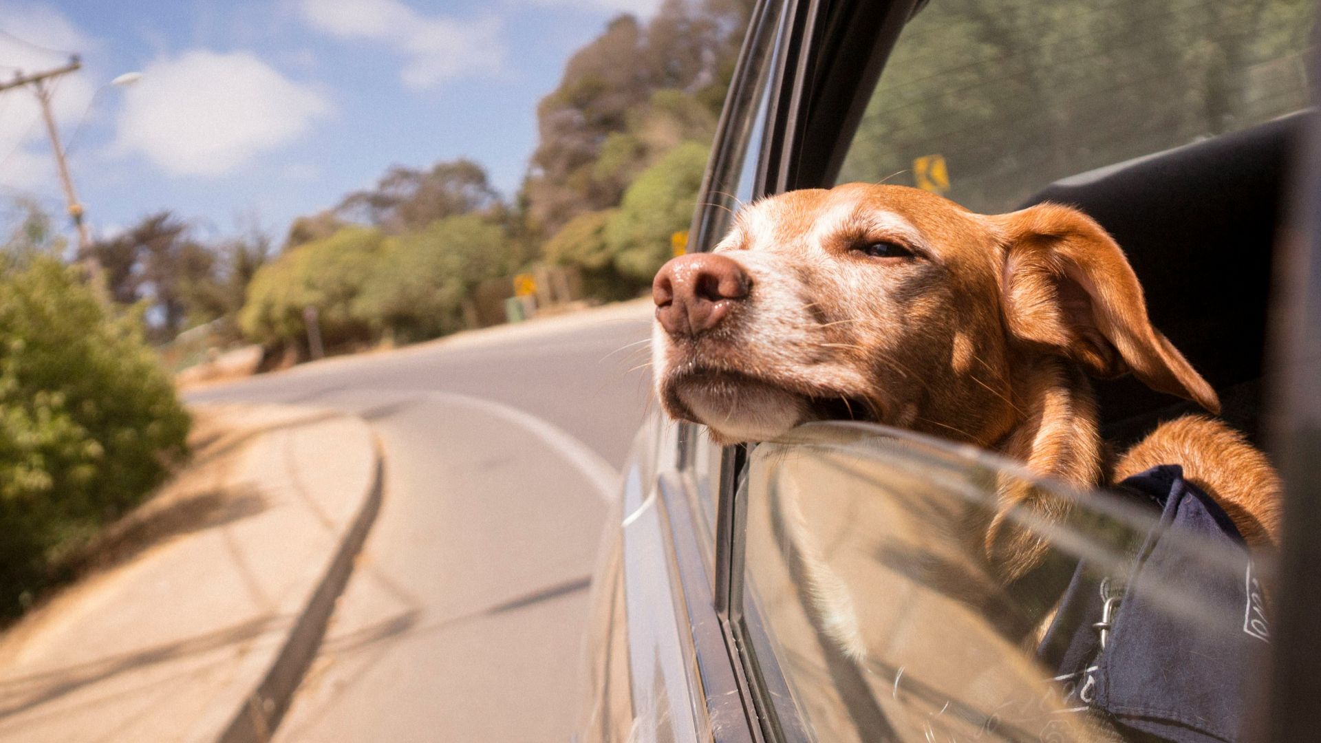 20 choses à emporter pour un voyage en voiture avec un chien