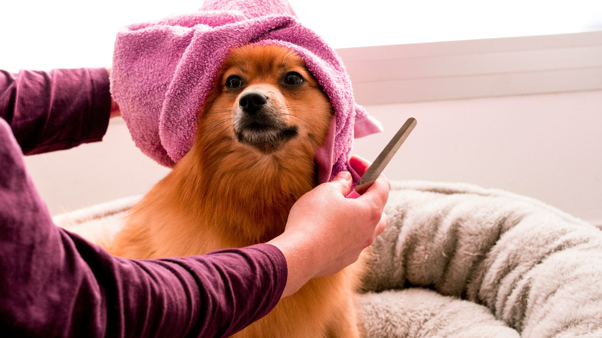 17. Produits de toilettage