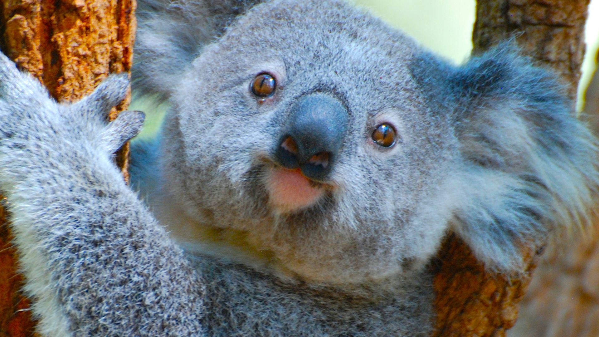 12. Les friandises pour koalas