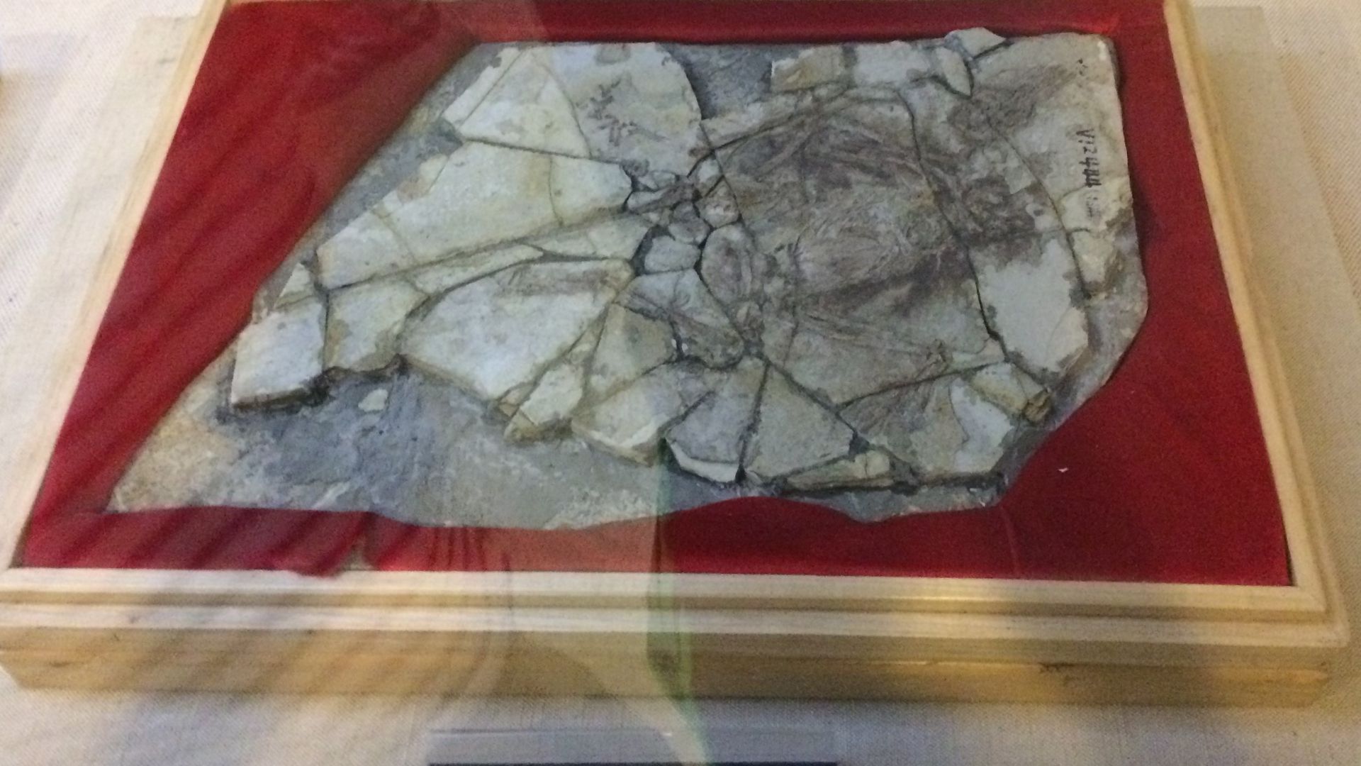 19. Archaeoraptor