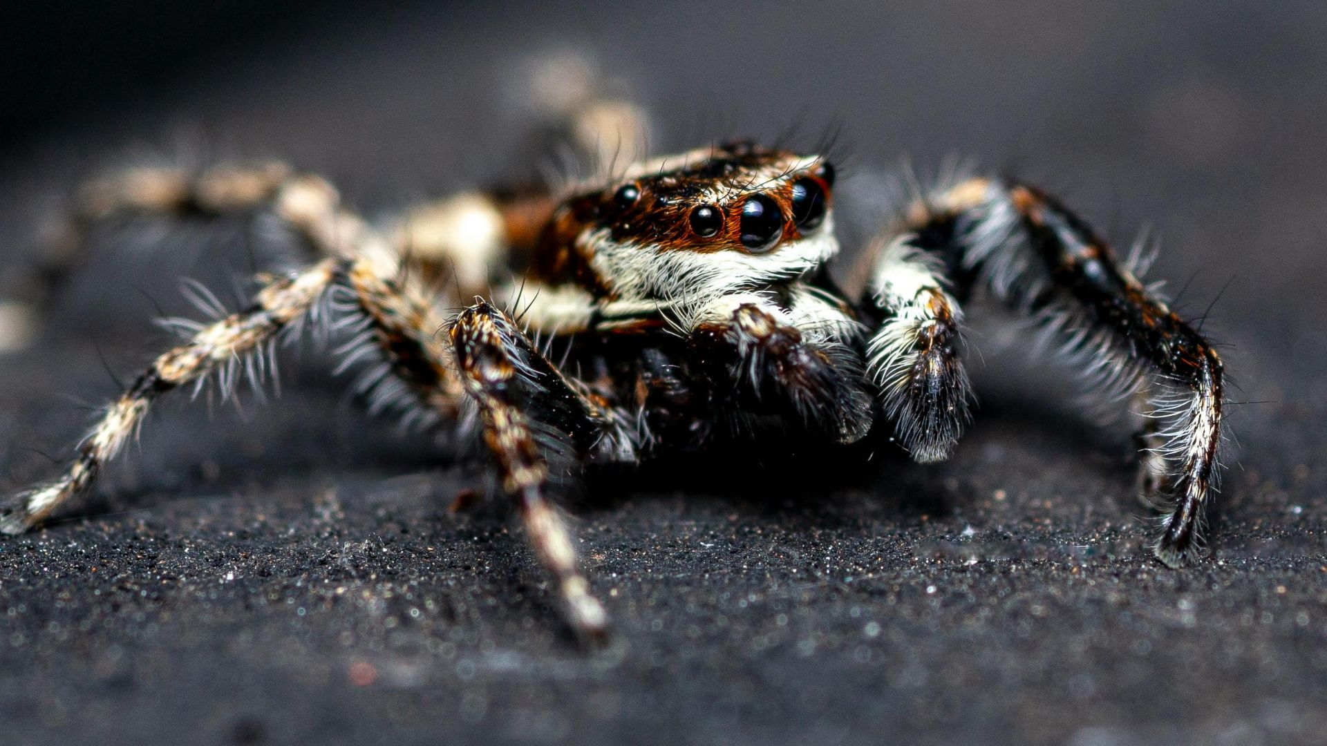 3. Il y a un insecte sur mon pare-brise