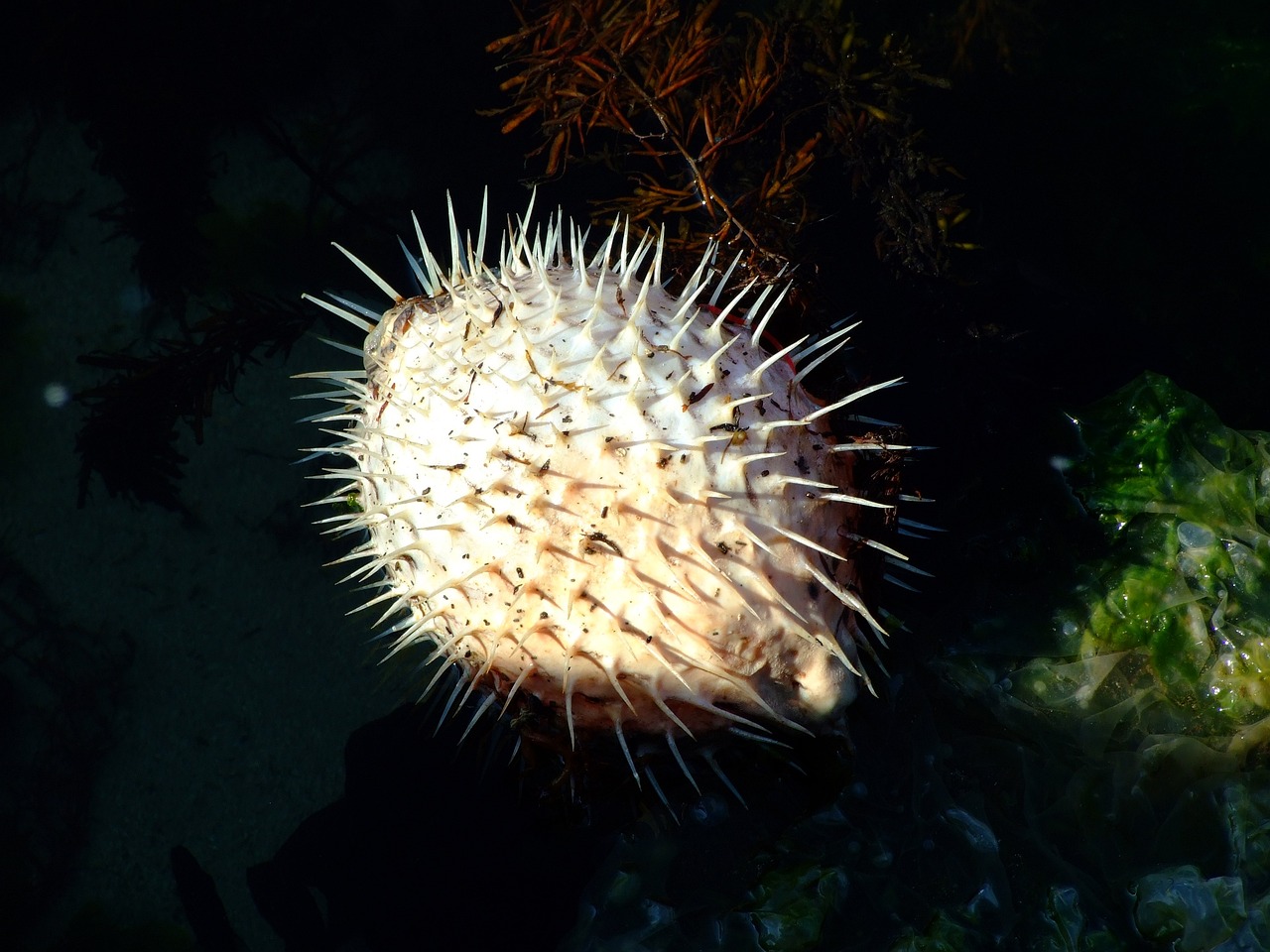 5. Fugu