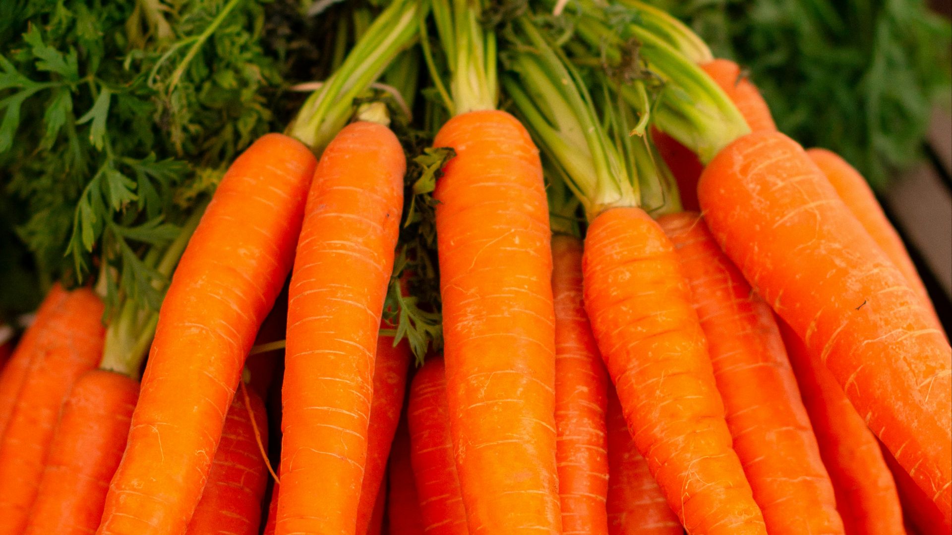 3. Carottes