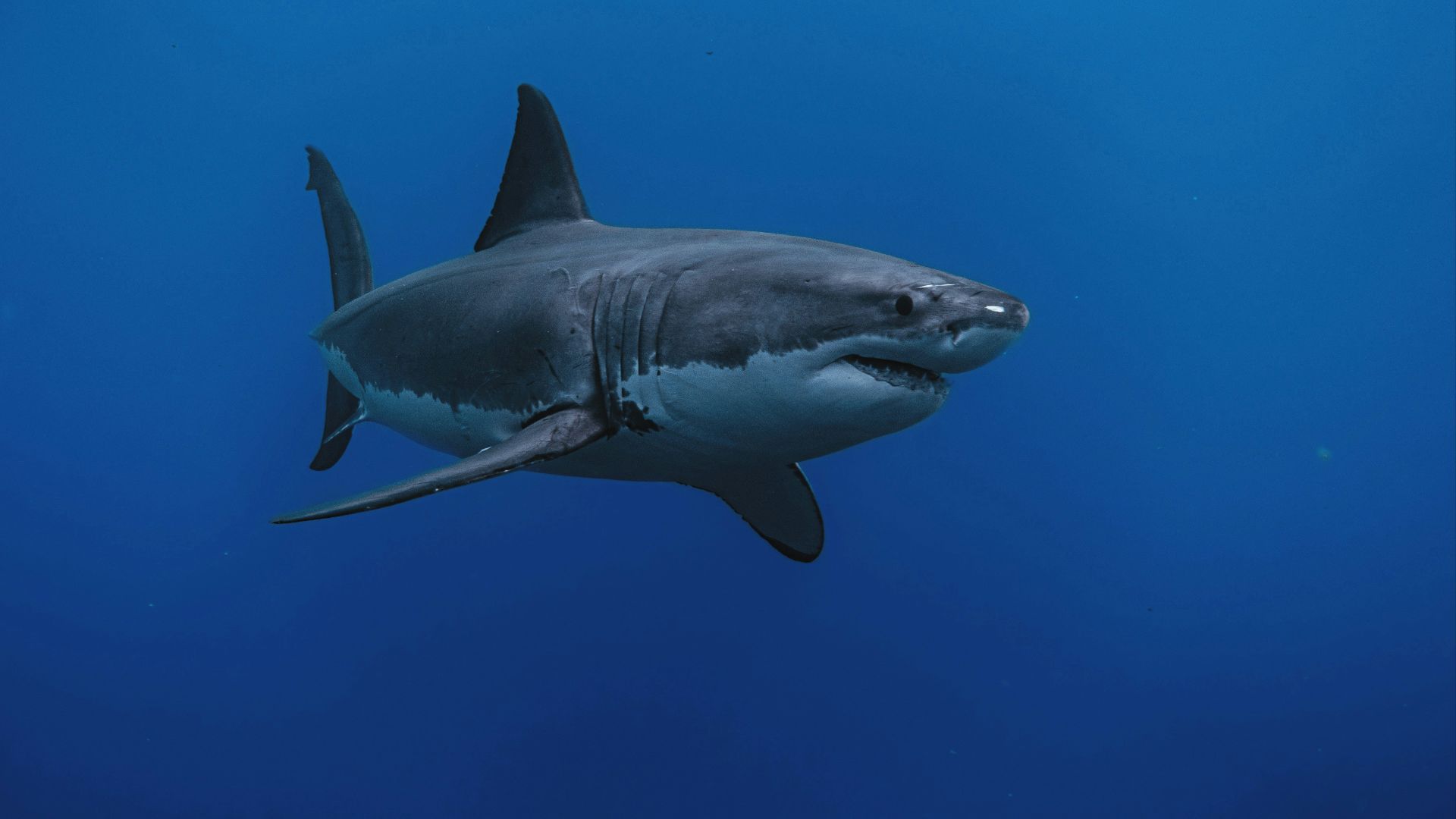 9. Ils peuvent réduire le recours aux ingrédients issus du requin