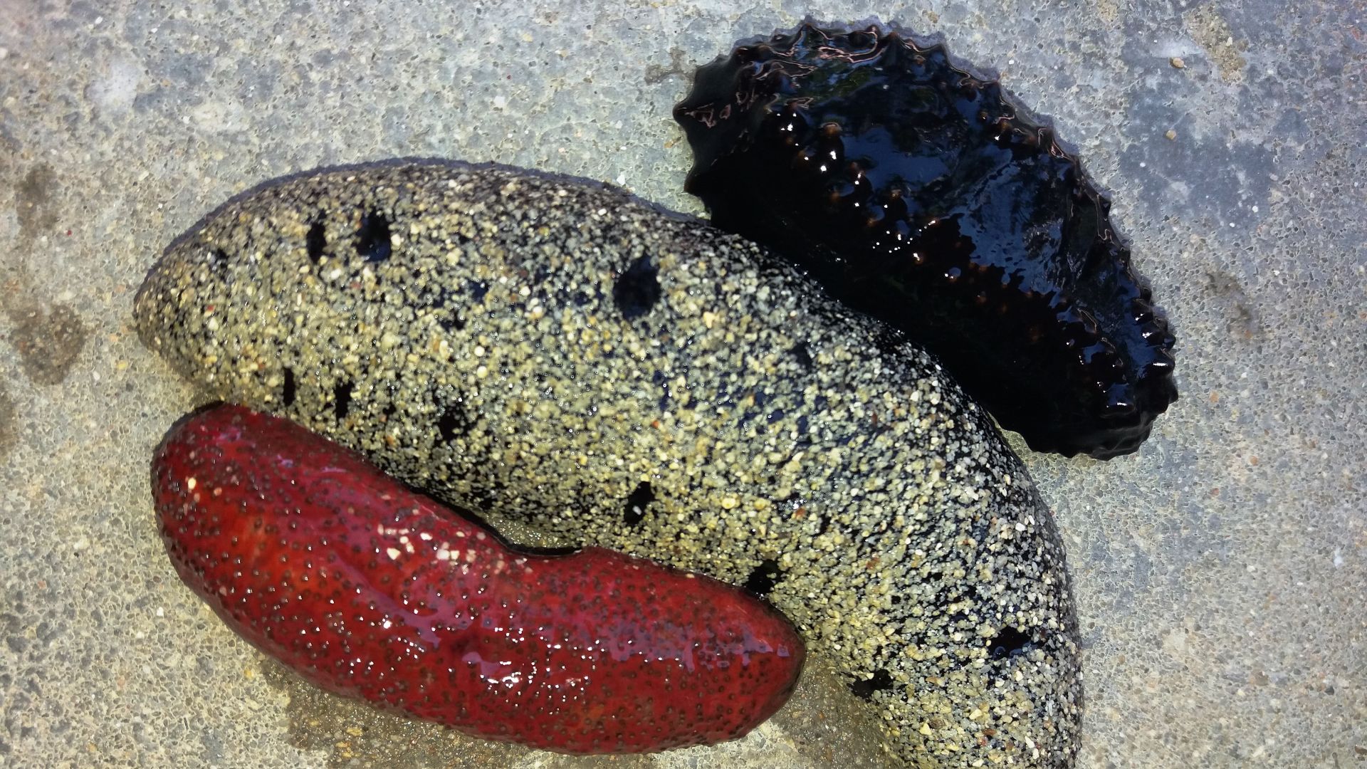 15. Concombre de mer