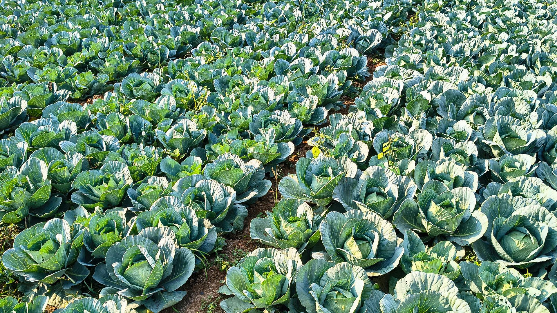 7. Nature Bio Foods, Inde
