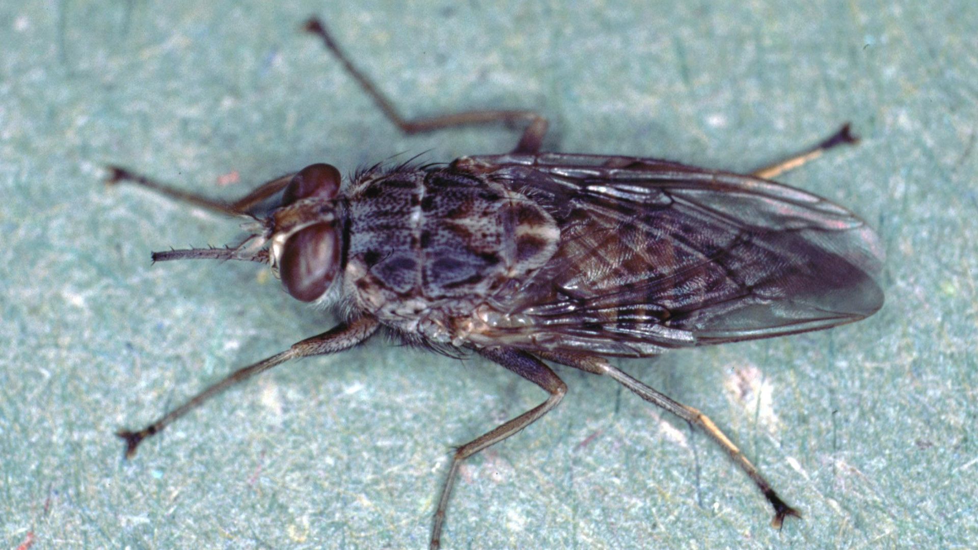 7. La mouche tsé-tsé et l'histoire de l'Afrique