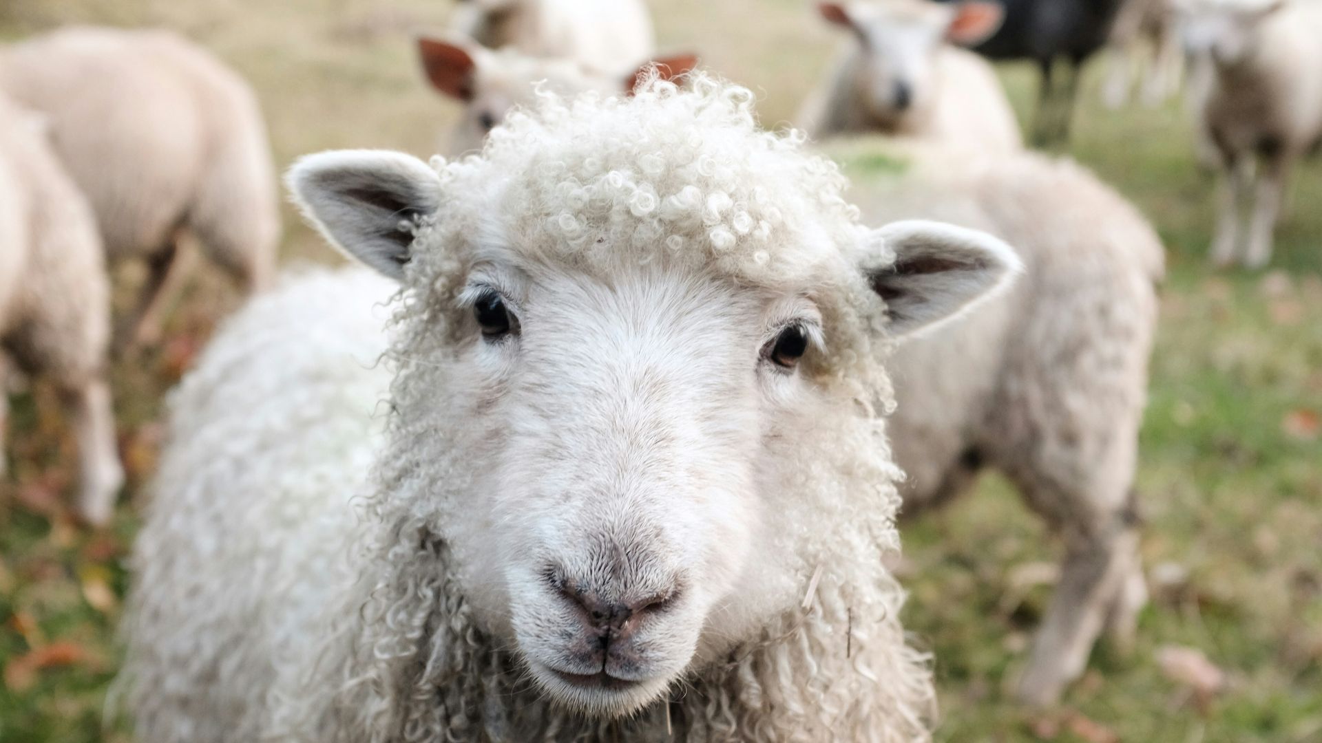 16. La transfusion désastreuse d'animaux