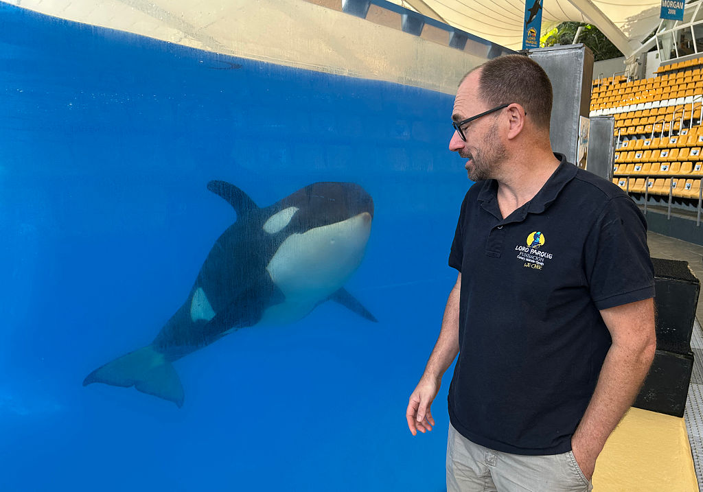 C’est l’heure de vérité pour les derniers animaux de Marineland