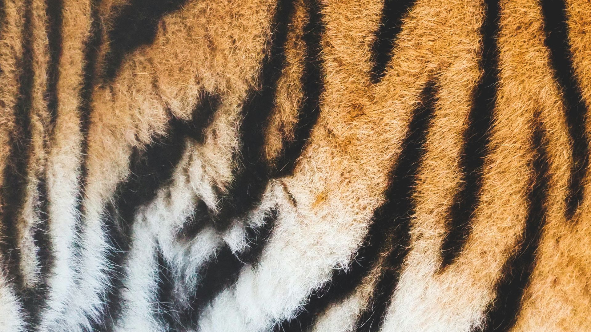 Imprimé tigre