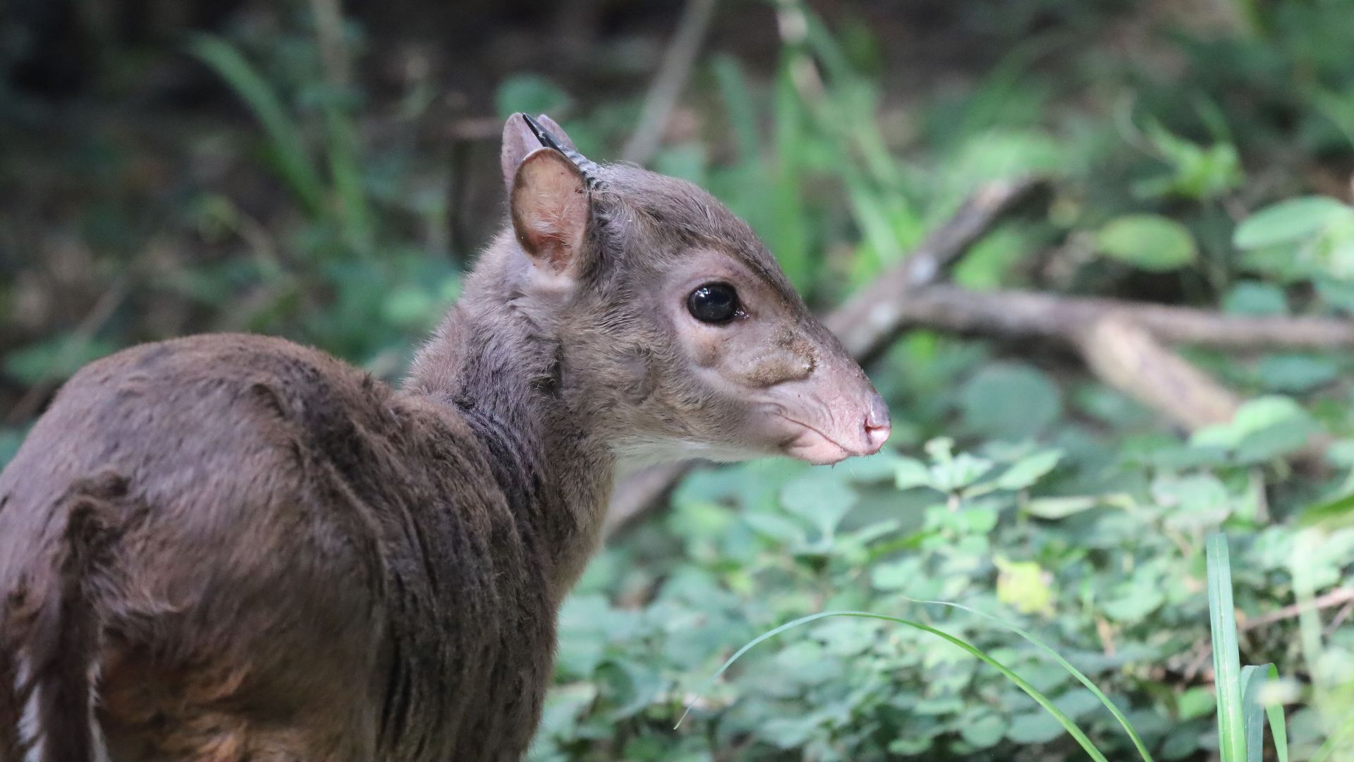 12. Chevrotain à dos argenté
