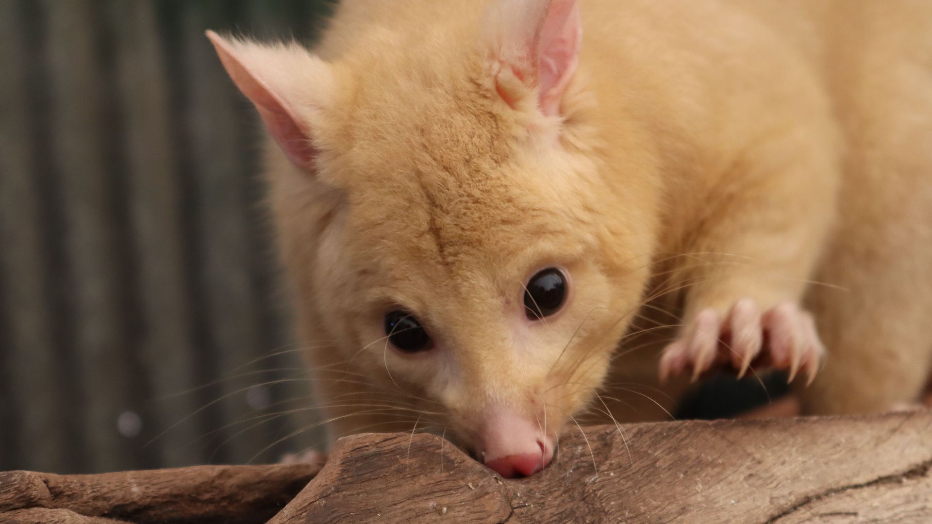 19. Opossum pygmée aux longs doigts