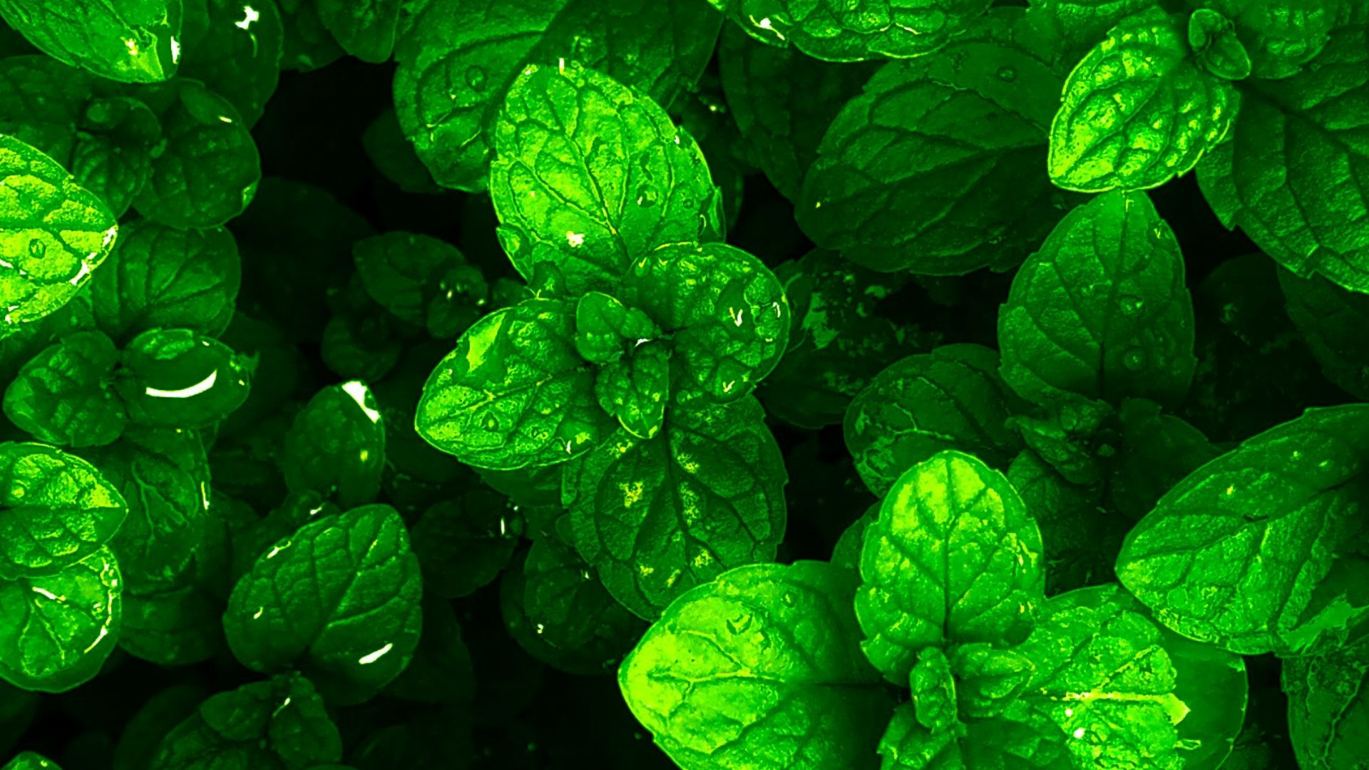 10. Menthe verte
