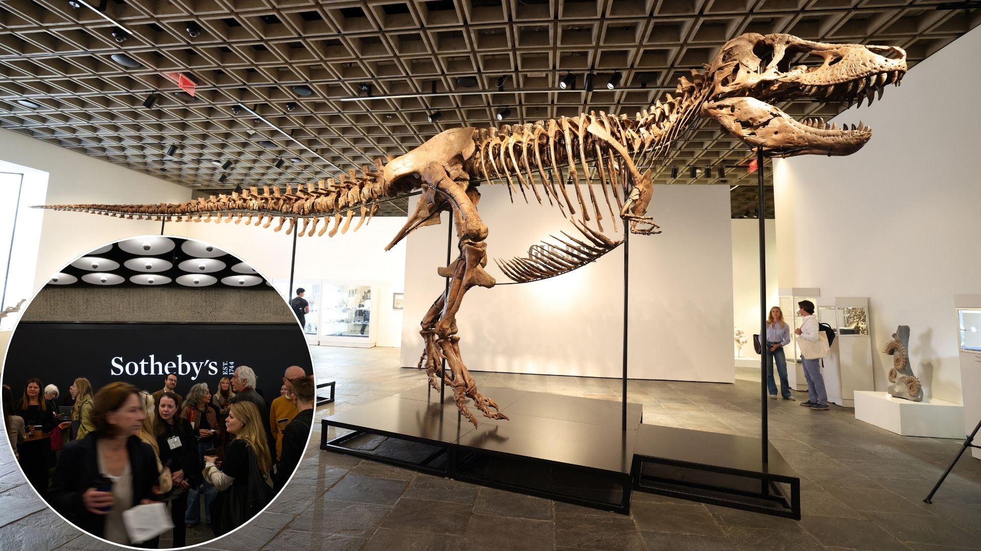 Rare T. Rex Skeleton «Gus» Sells for Record $50.1 Million at Auction