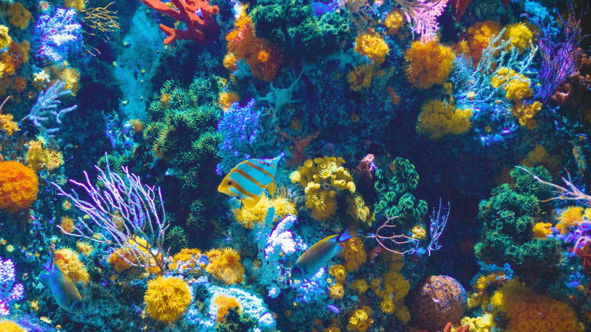 18. Corail
