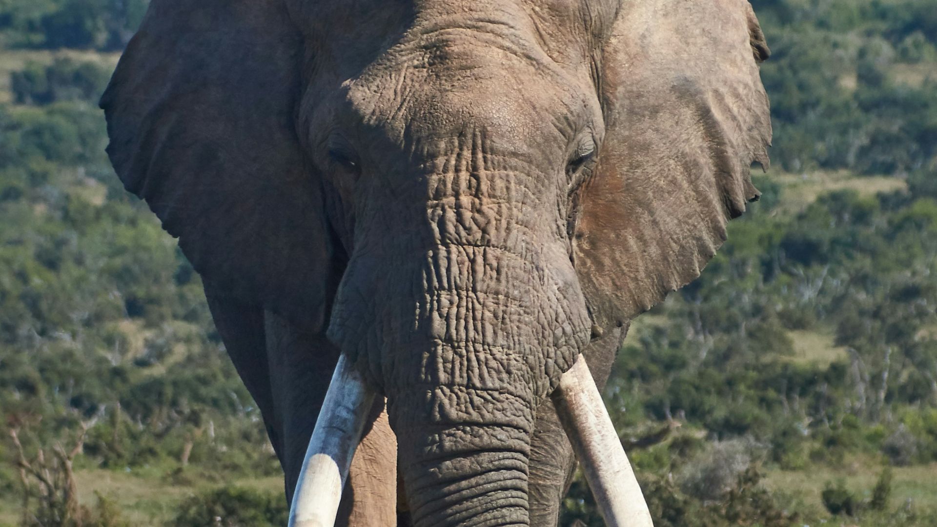 13. Des cochons de guerre enflammés contre des éléphants