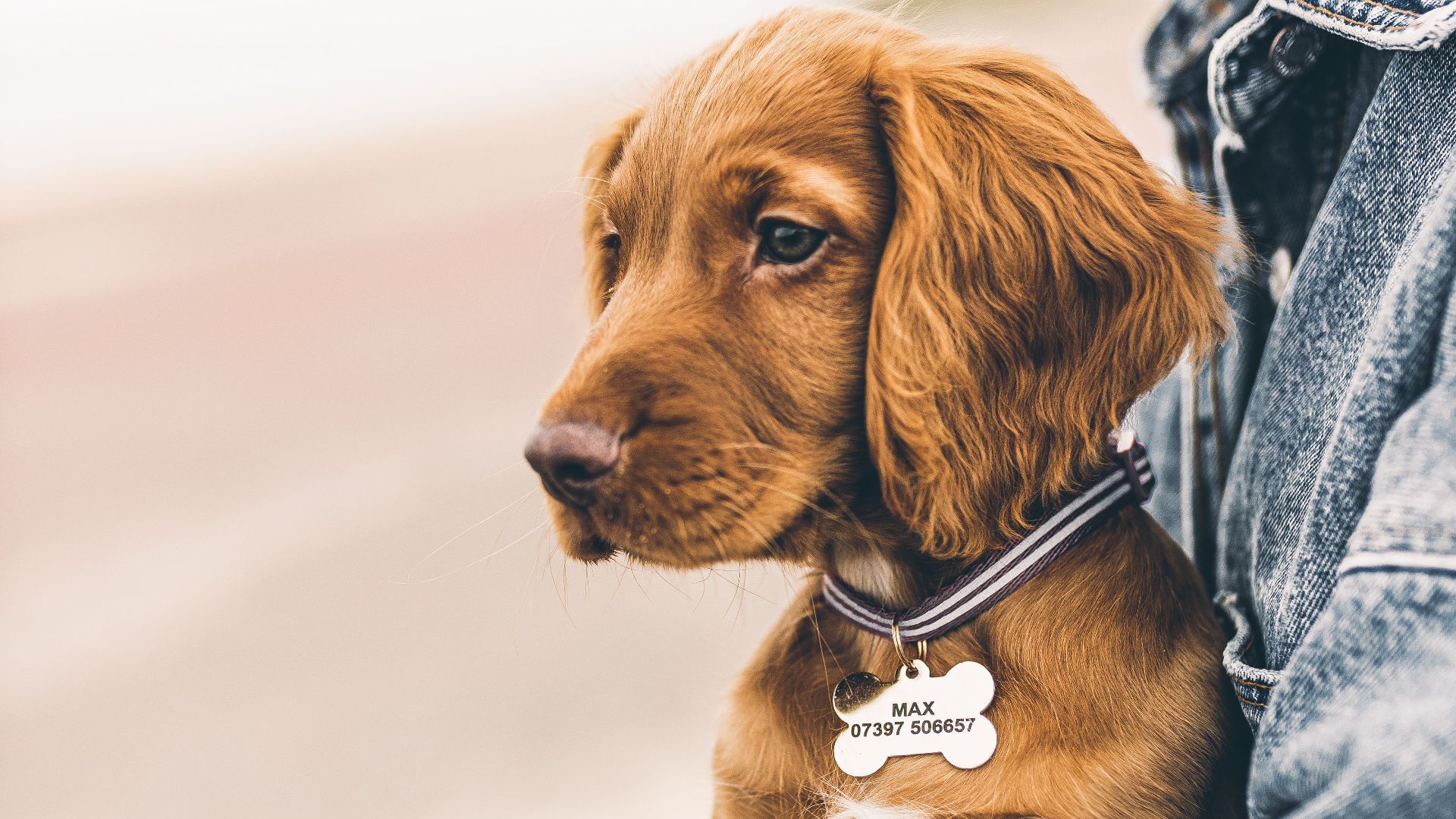 4. Médailles personnalisées en argent sterling pour animaux de compagnie