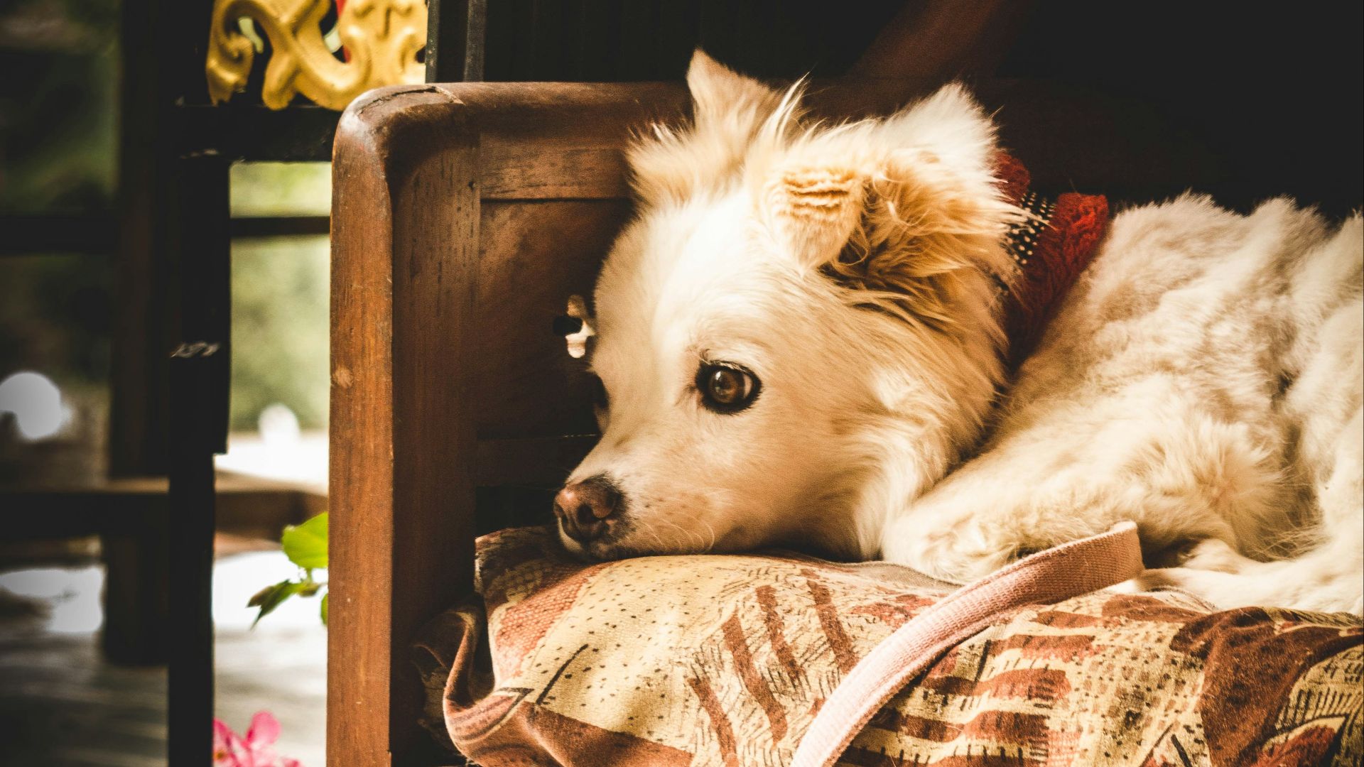 14. Lits pour chiens design, style mobilier