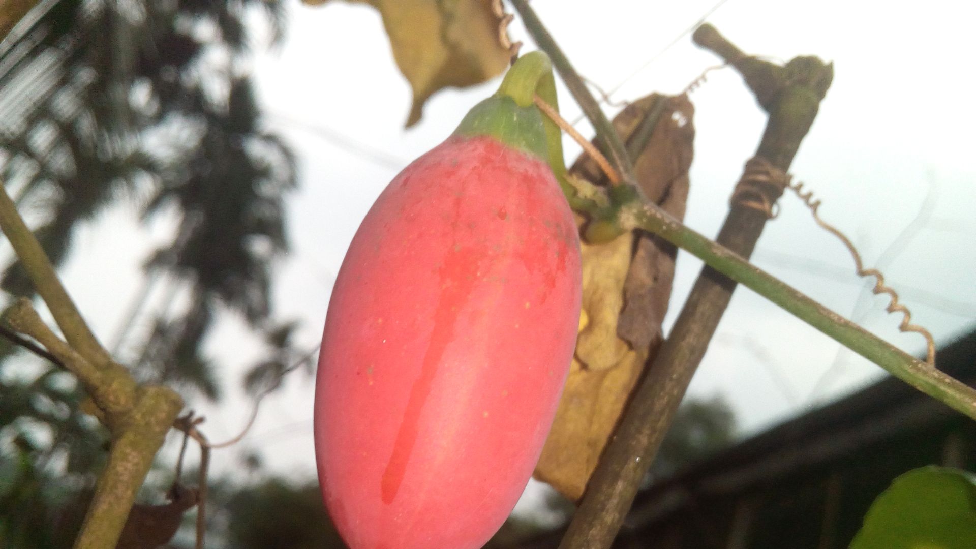 18. Tindora
