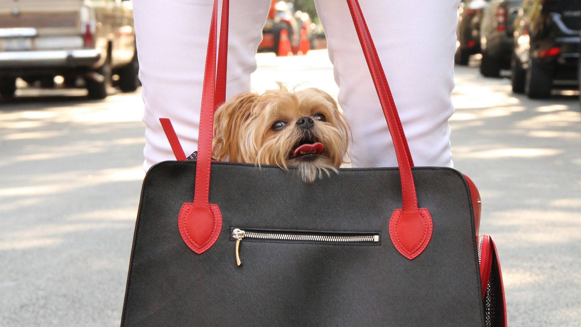 19. Sacs de transport pour chiens de type sac à main