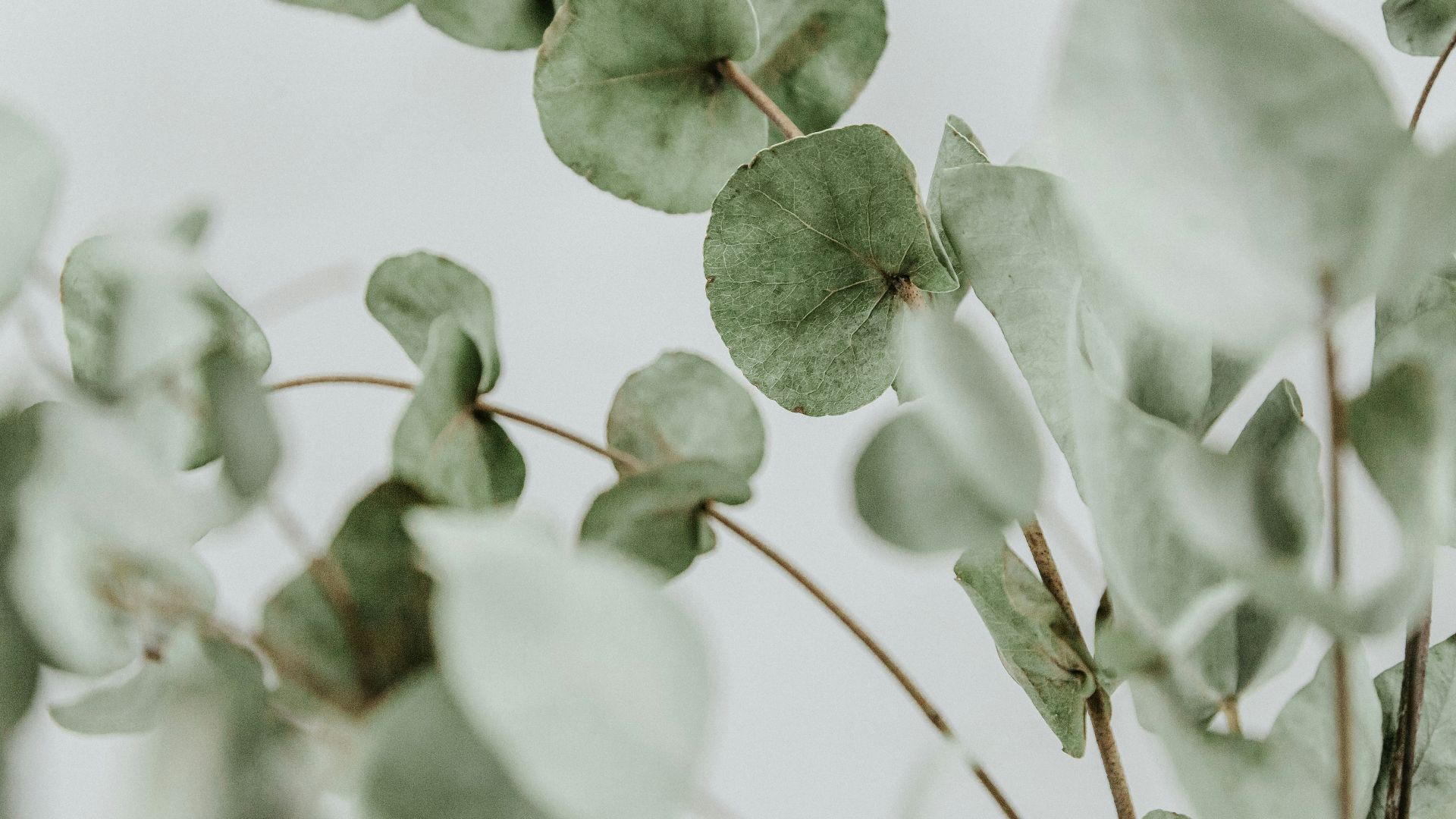 17. Huile d'eucalyptus à usage médicinal