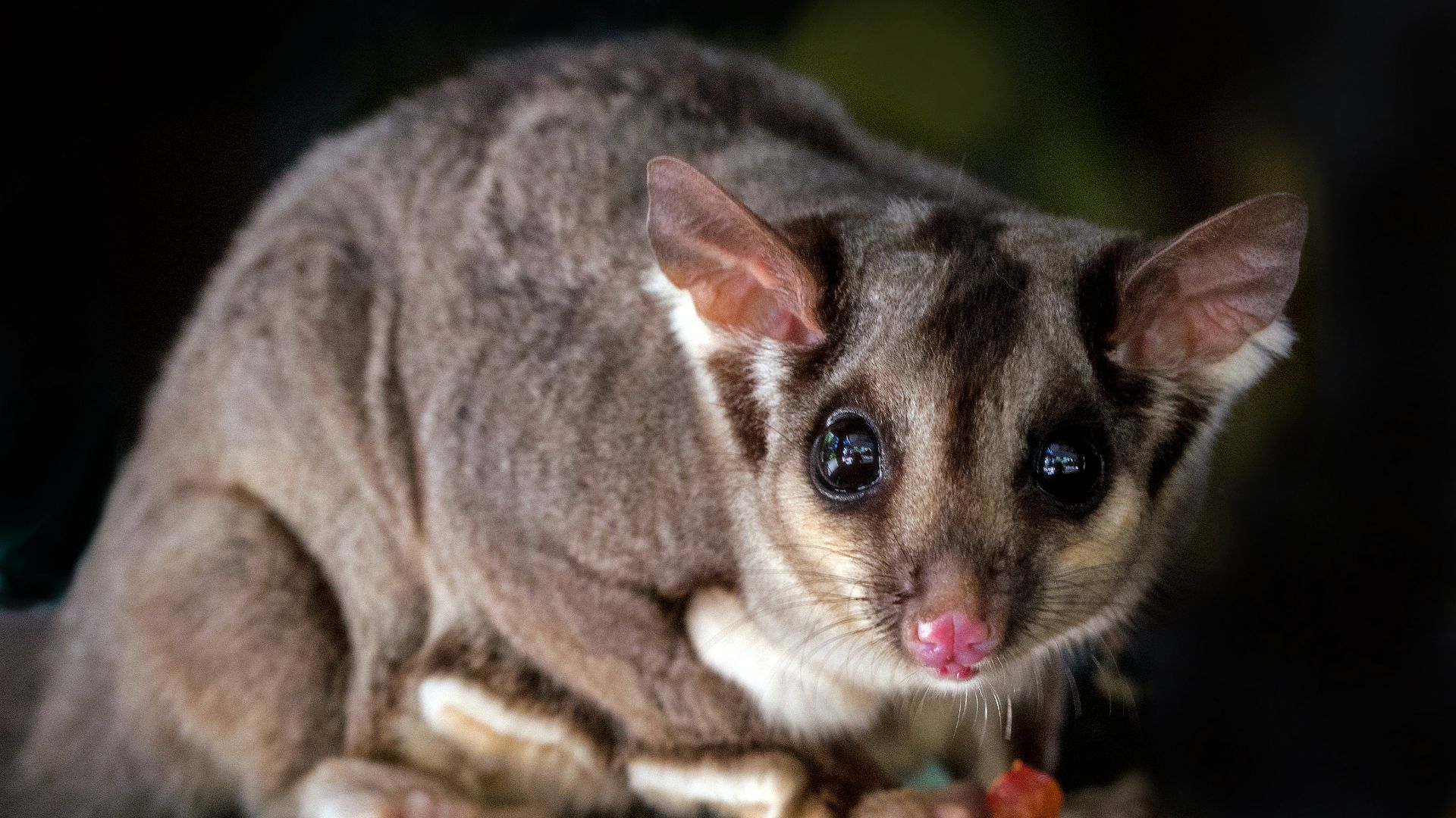 6. Opossum pygmée des montagnes