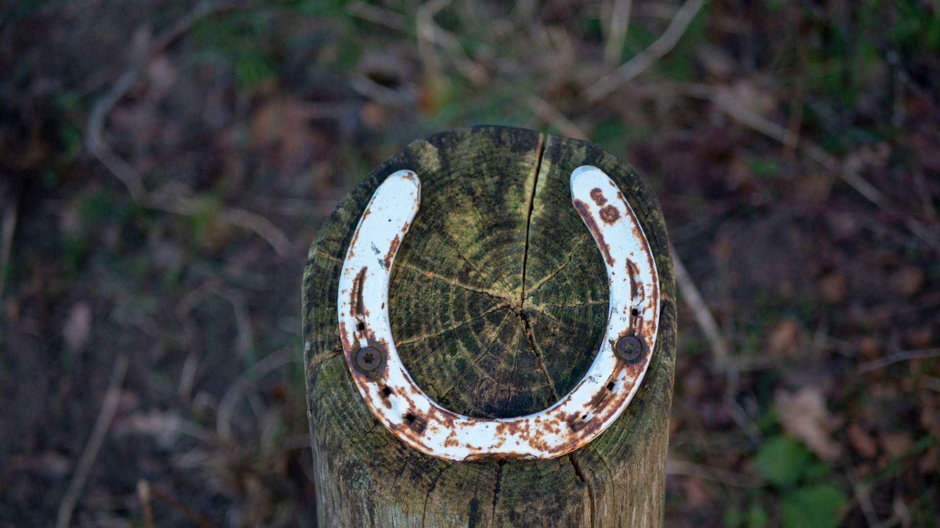 2. Le Horseshoe