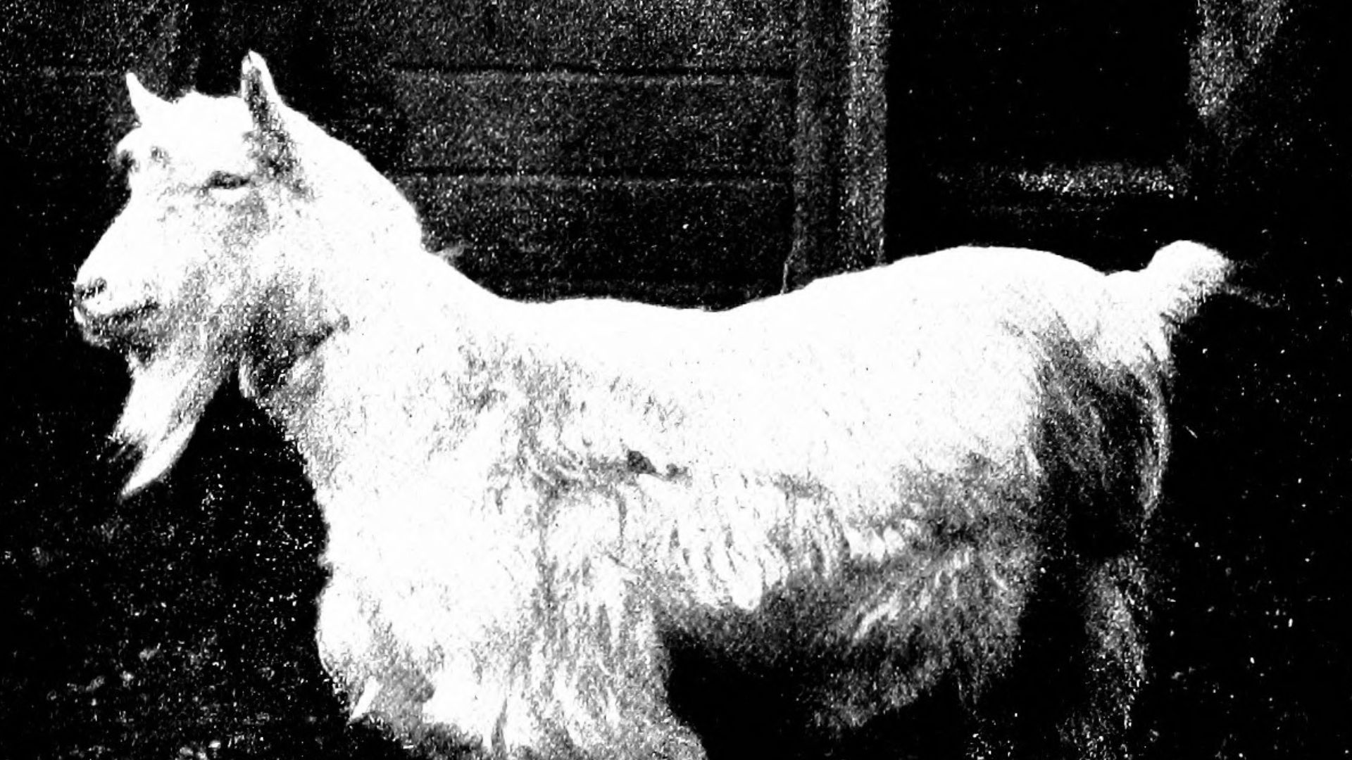 15. Du cuir et du lait de chèvre pour les os du crâne d’un enfant
