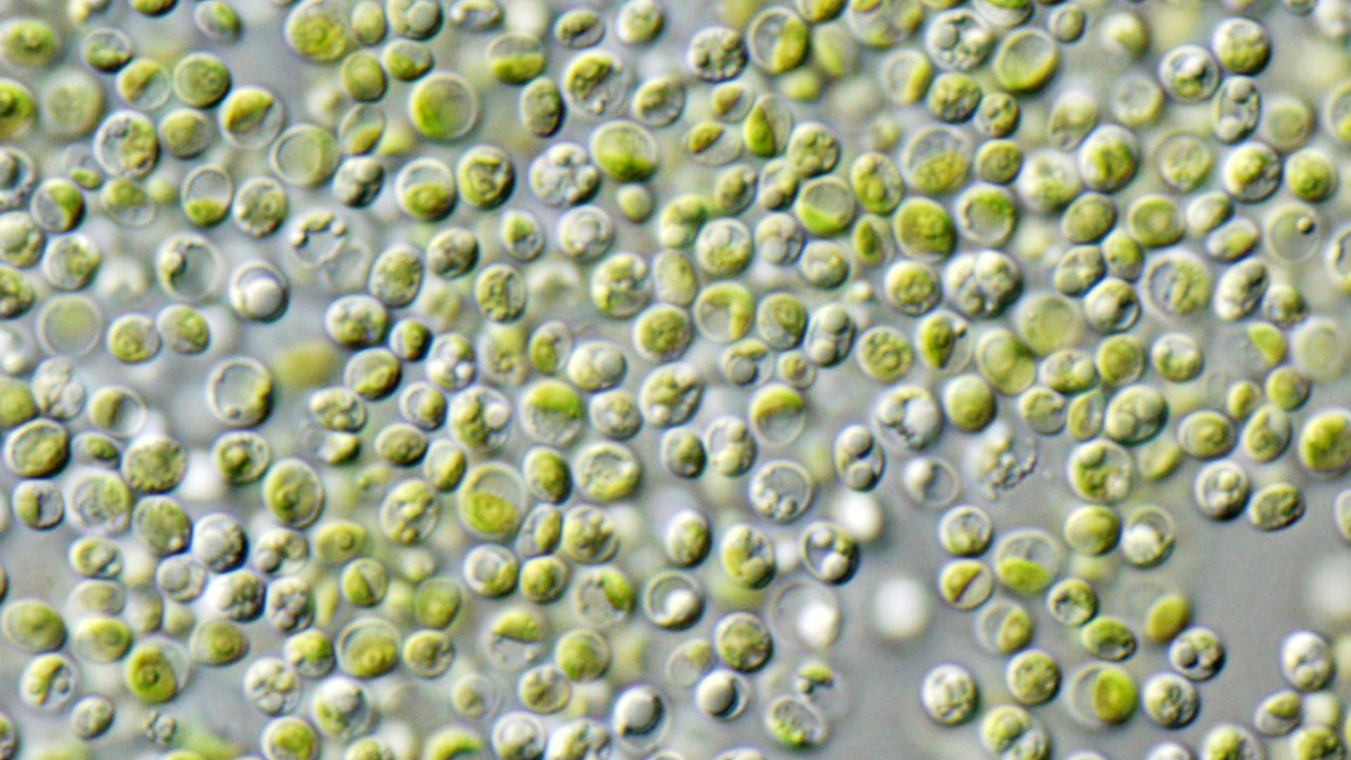10. La chlorella