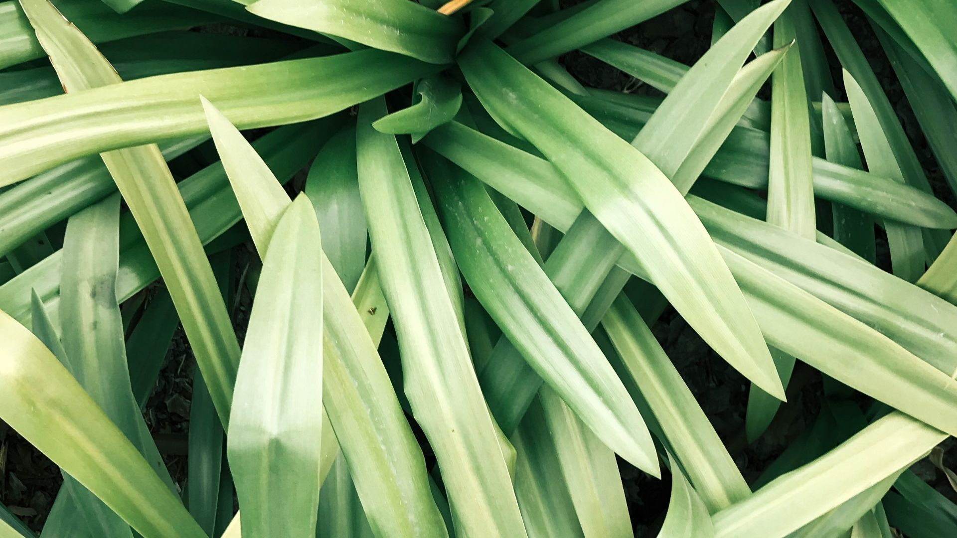 14. Citronnelle