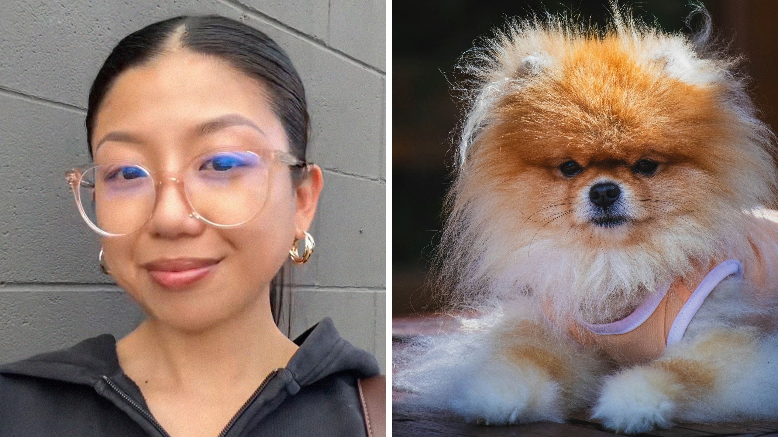Una mujer le pide al peluquero canino que le haga un «corte de verano» a su pomerania. Entonces ve lo que le han hecho a su perro: «Nunca volvería a crecer».