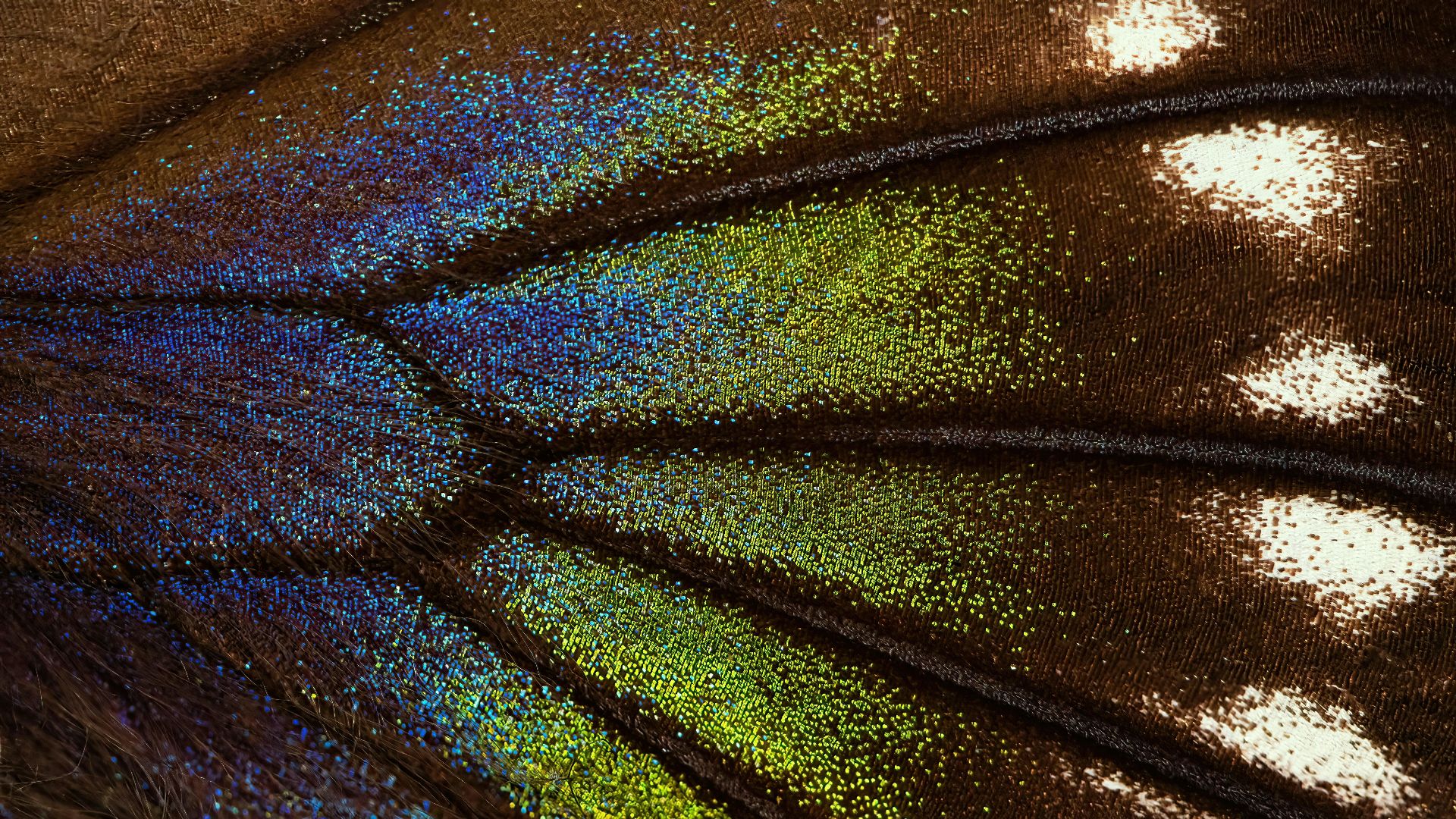 17. Imprimé « Ailes de papillon »