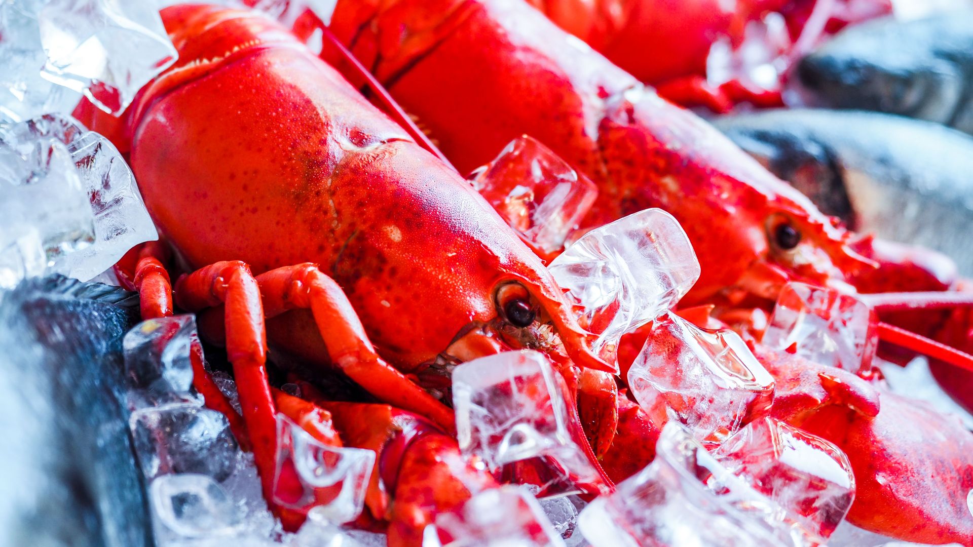 Homard