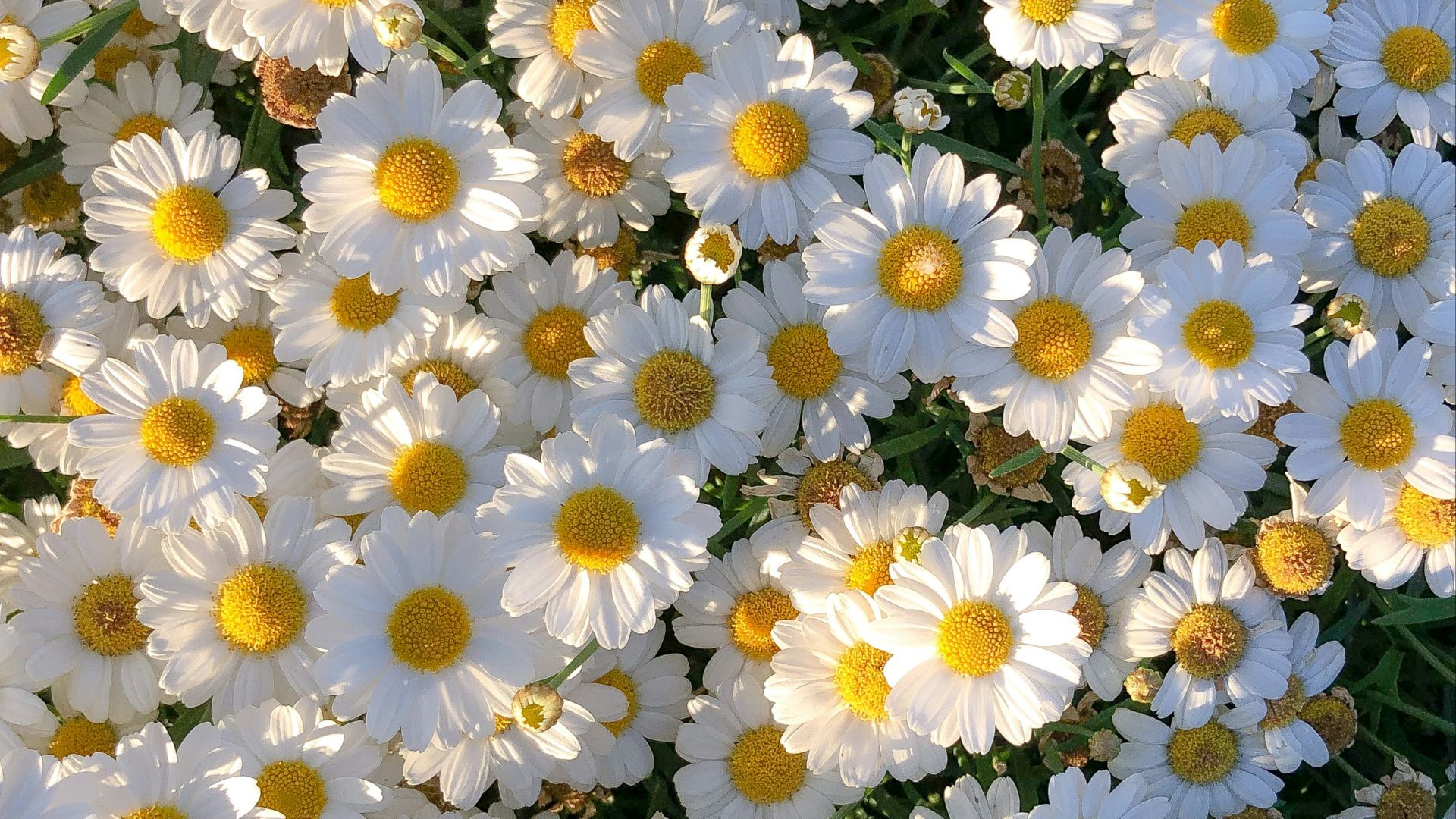 3. Daisy