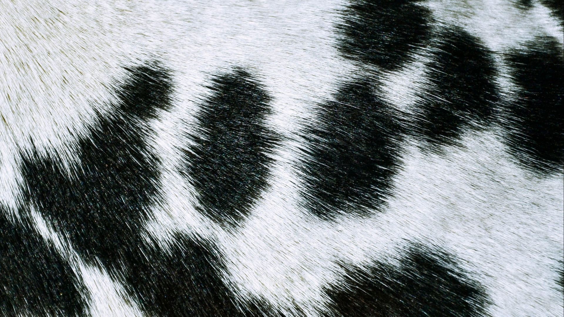 12. Motif dalmatien