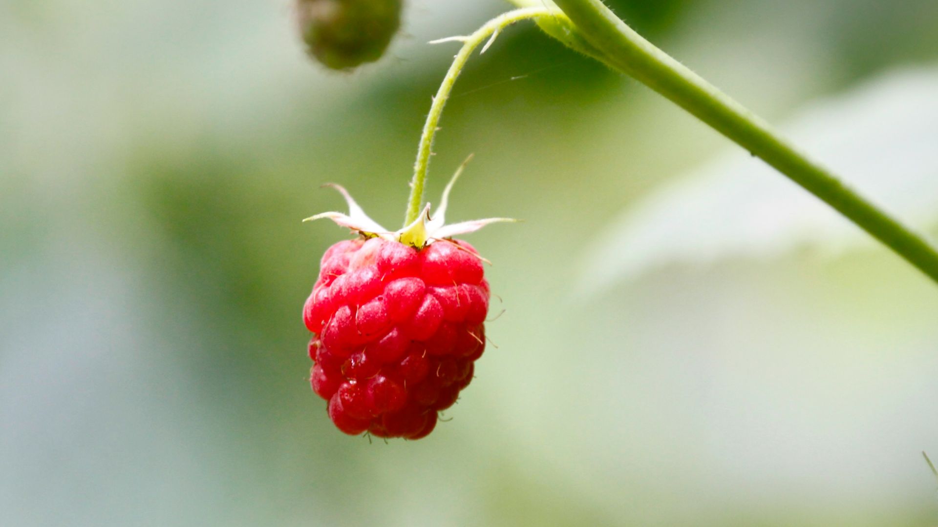 19. Feuille de framboisier