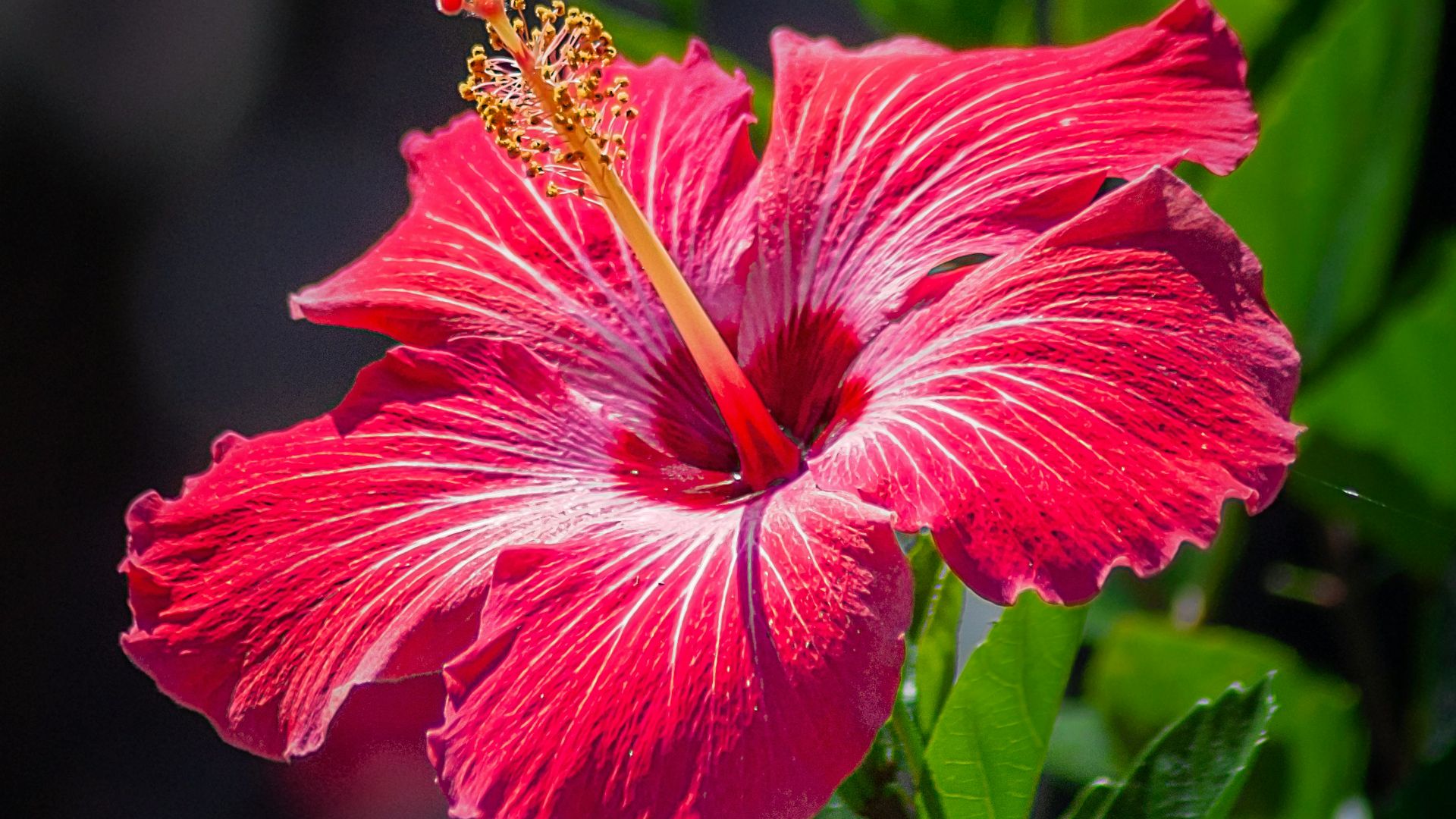15. Hibiscus