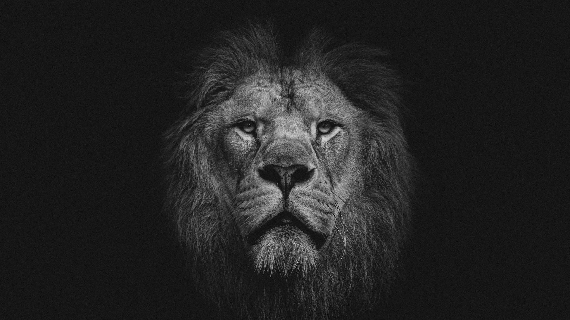 9. L'armure du lion