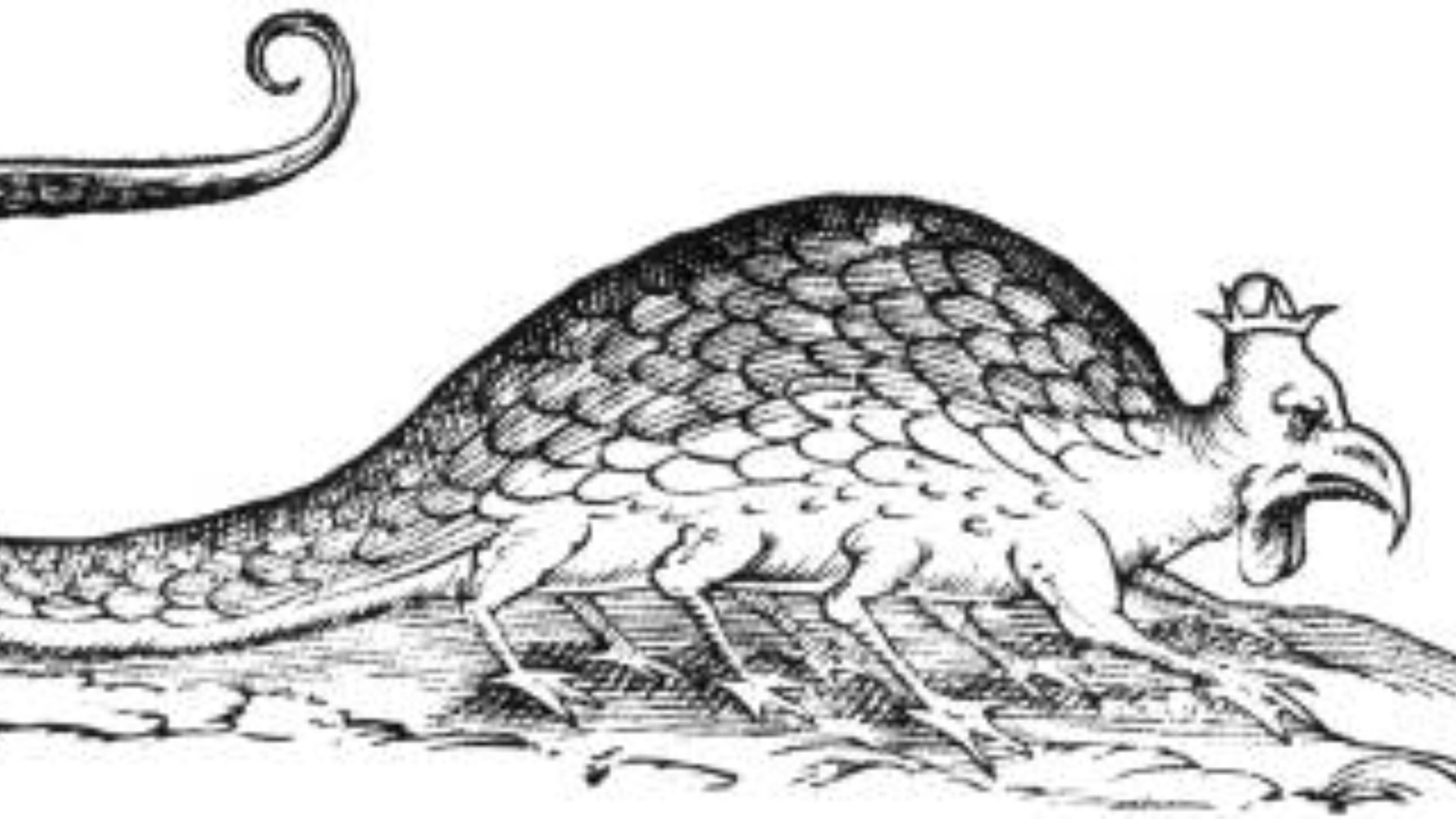 6. Le basilic