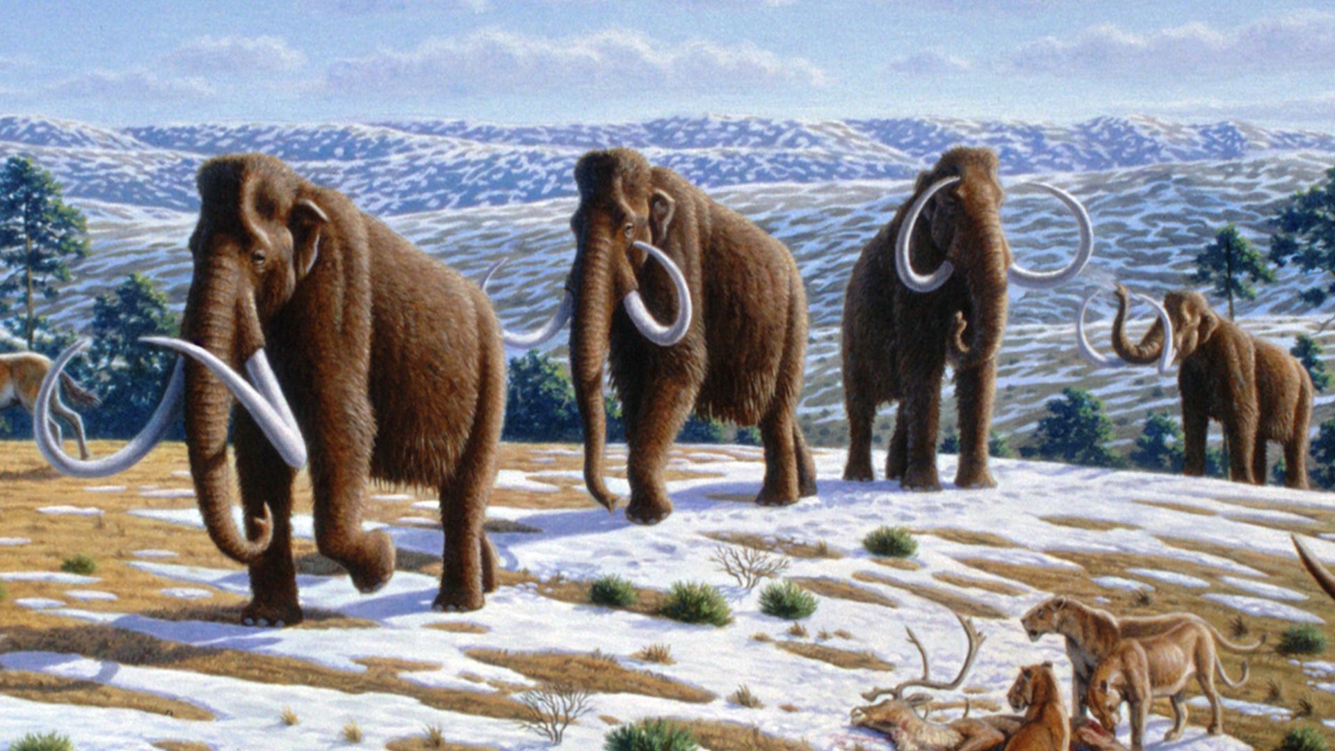 14. Les mammouths laineux vivaient à l'époque de la construction des pyramides