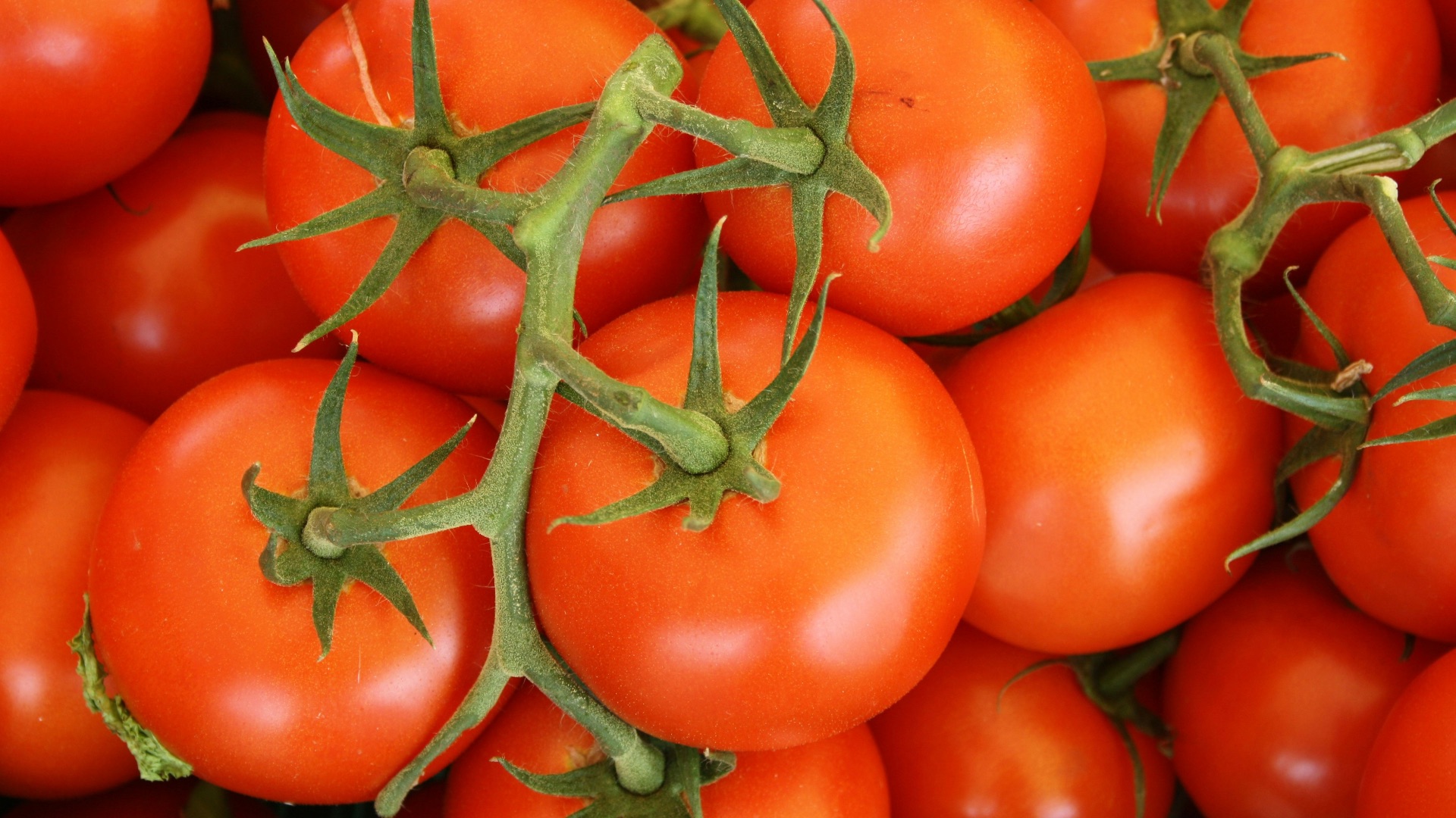15. Peaux de tomates