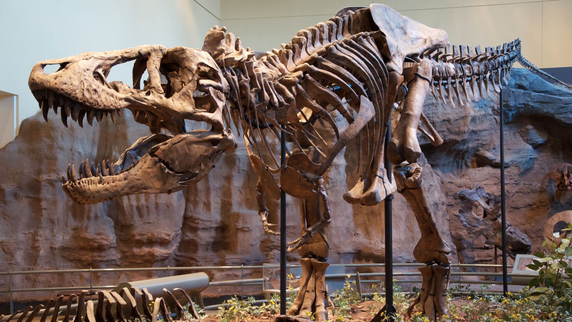 6. Le stégosaure était plus ancien par rapport au T. rex que ne l'est ce dernier par rapport à nous