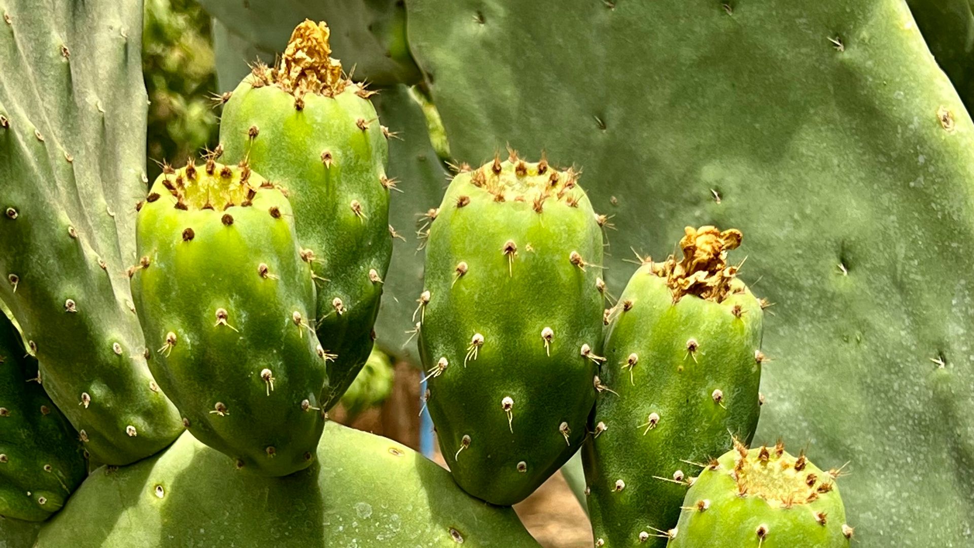 11. Nopales