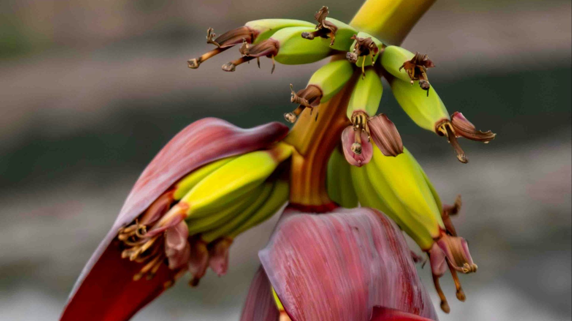 20. Fleurs de bananier