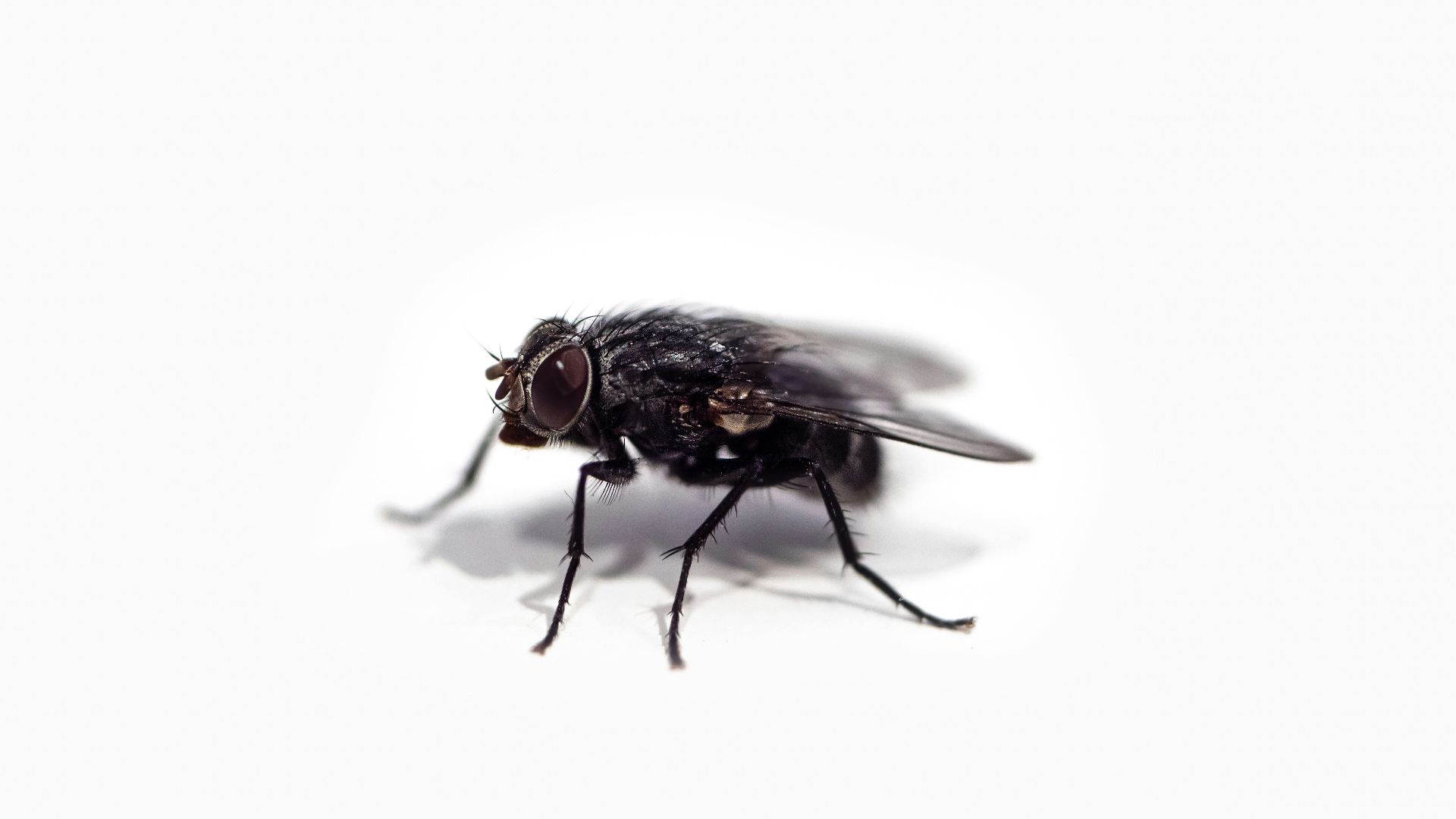 8. Des mouches écrasées pour soigner les morsures d'araignées