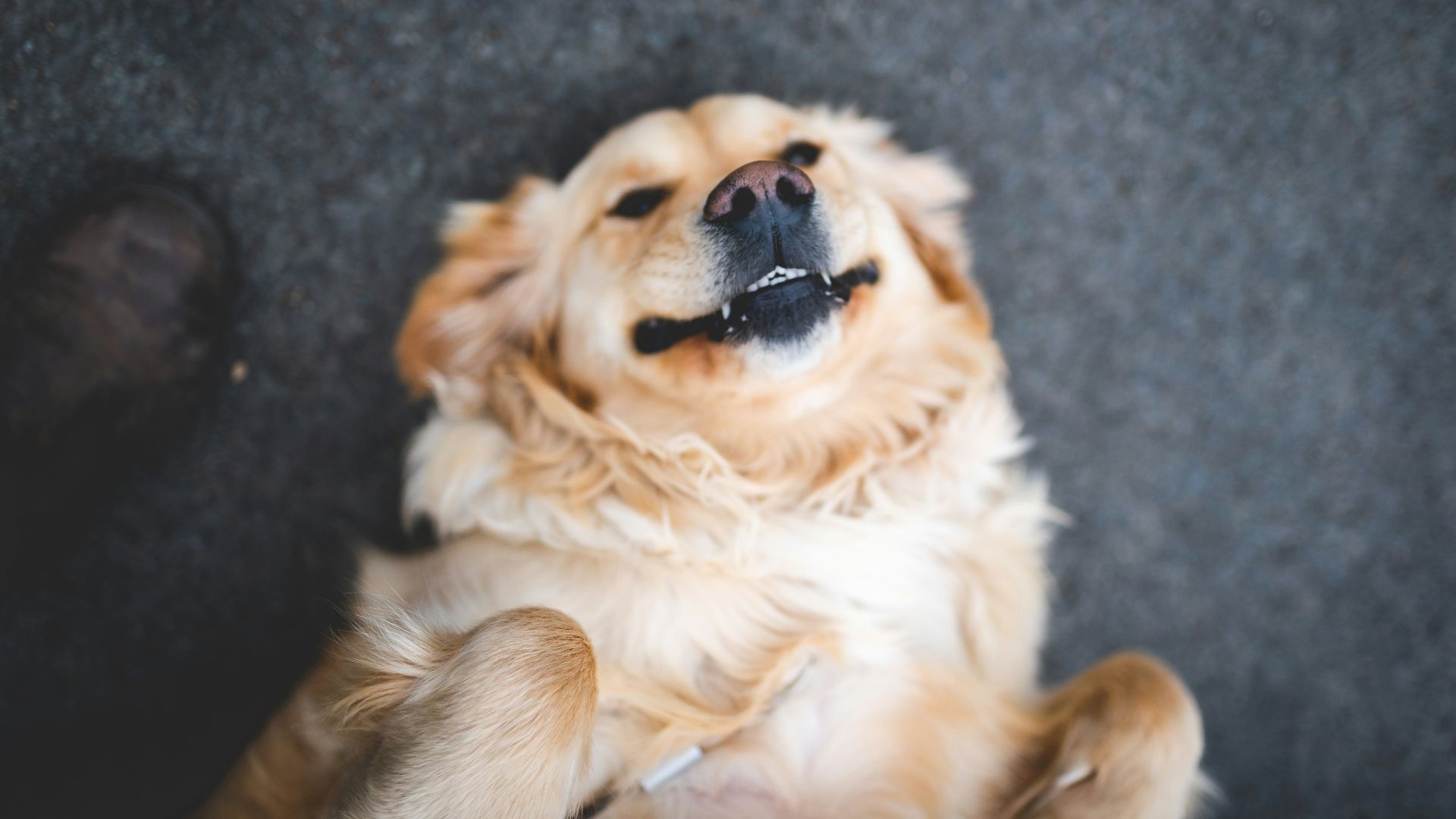 20. Eaux de Cologne et sprays de toilettage pour animaux de compagnie