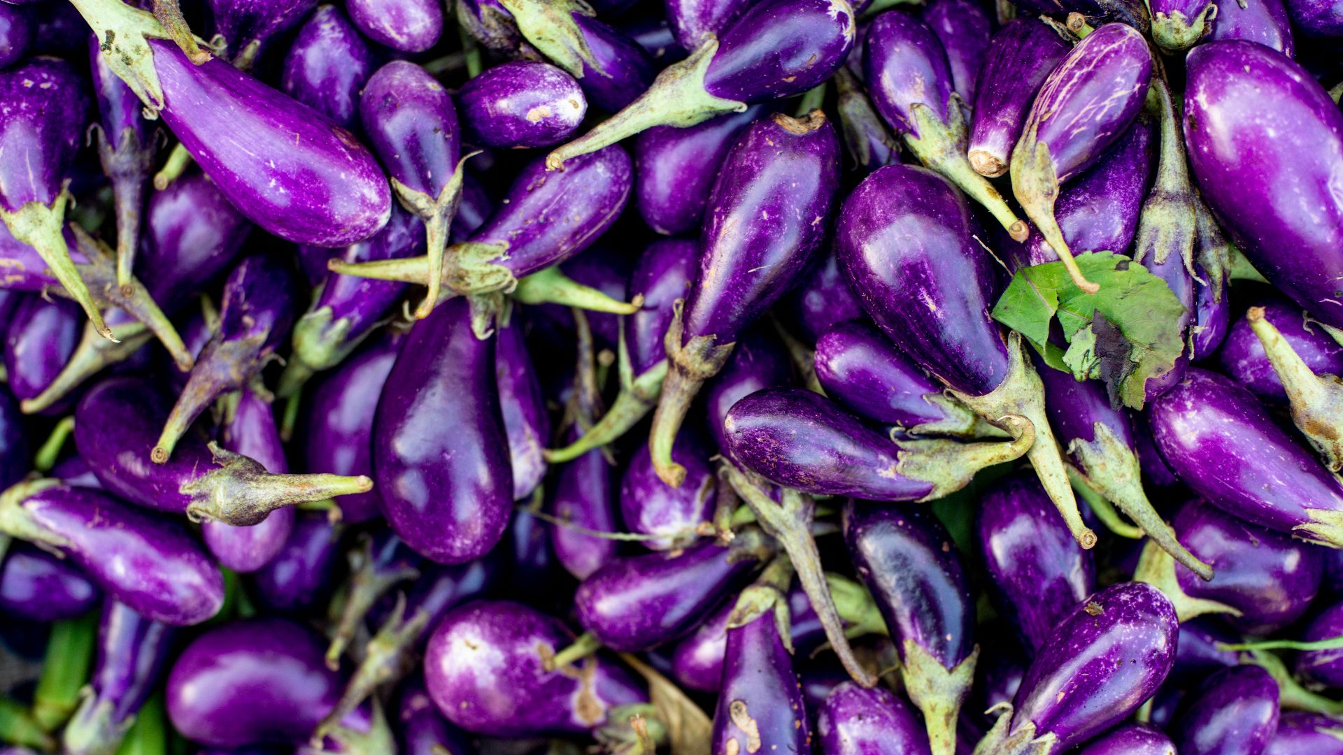 14. Aubergine chinoise