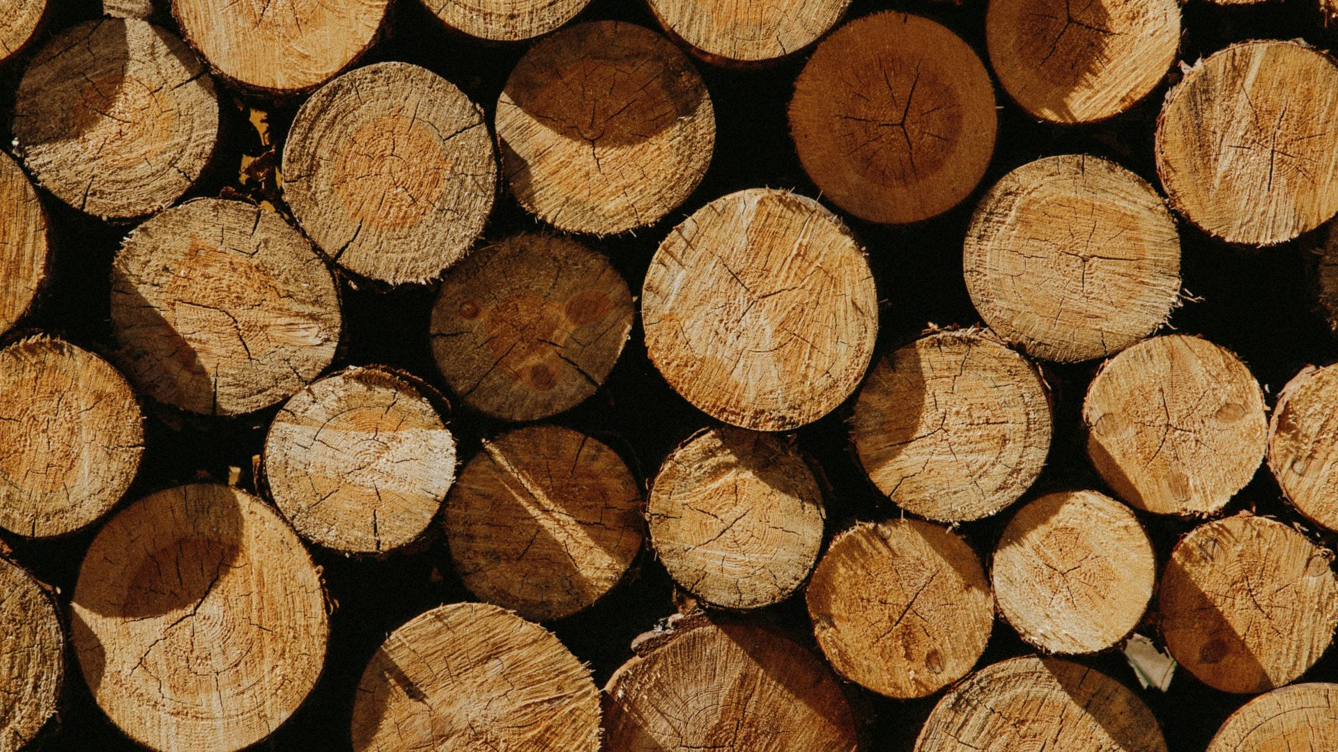 16. Bois de pin