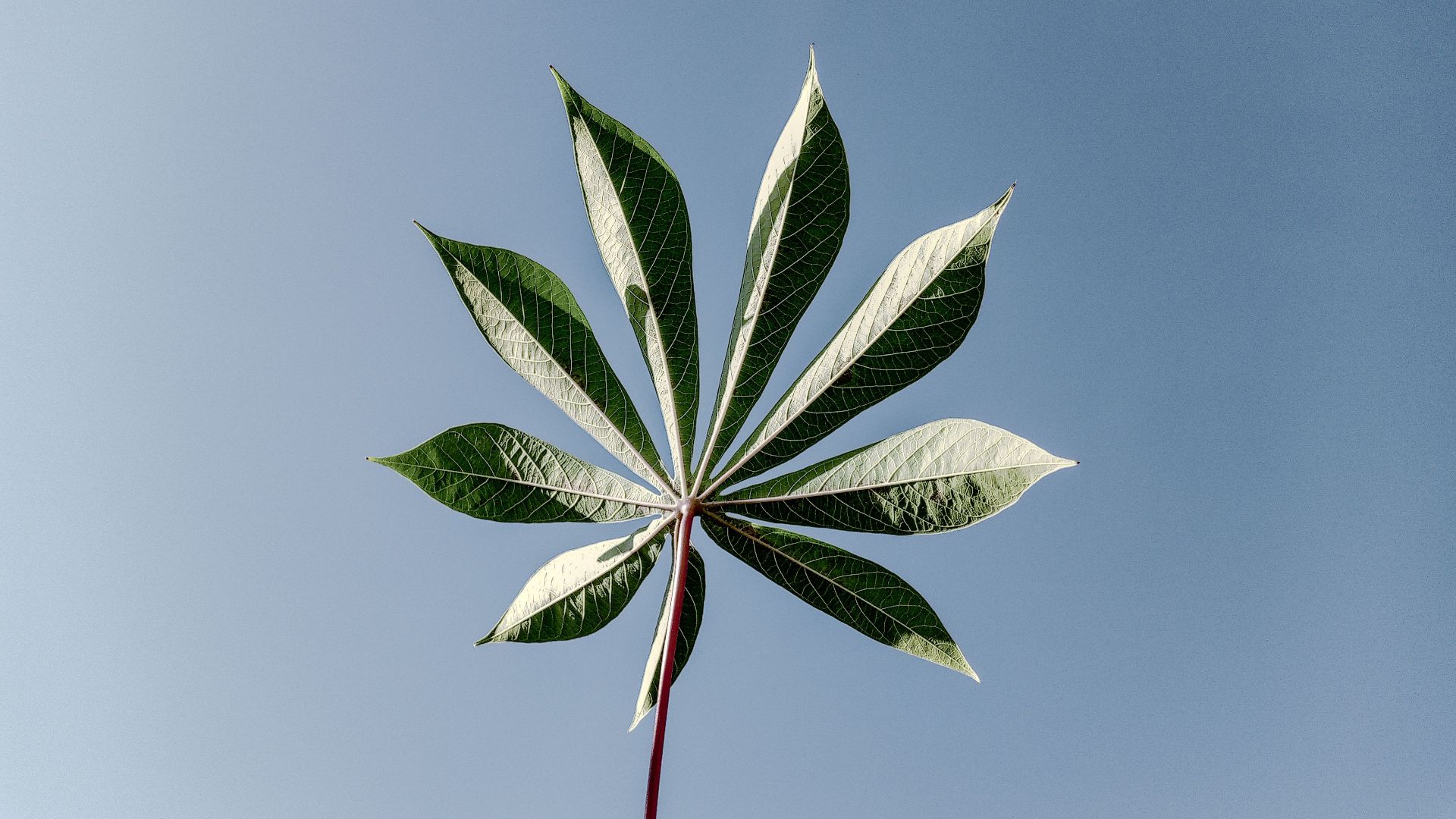 8. Feuilles de manioc